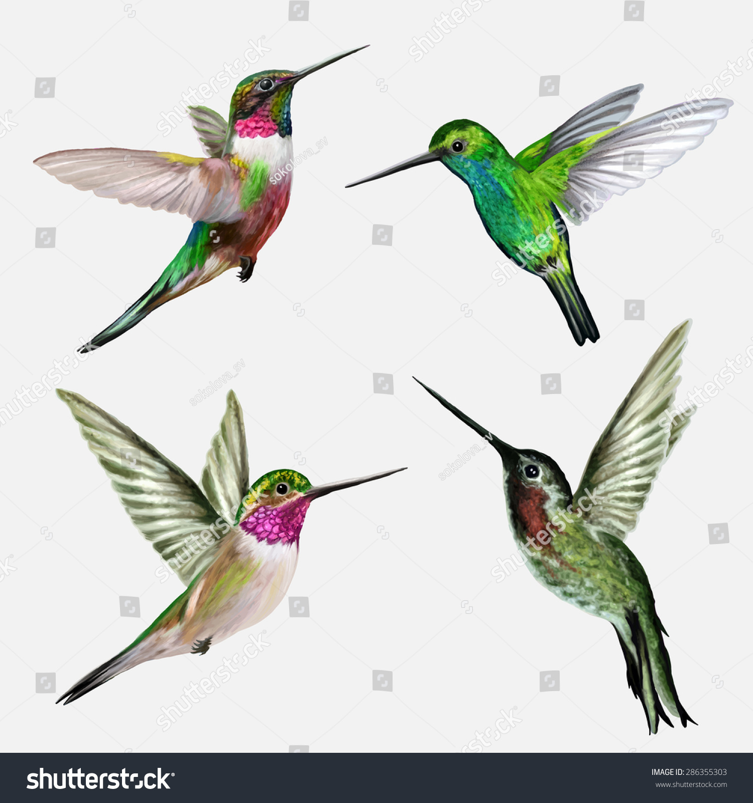 Set Four Small Bird Hummingbird Stock Vector 286355303 : Shutterstock