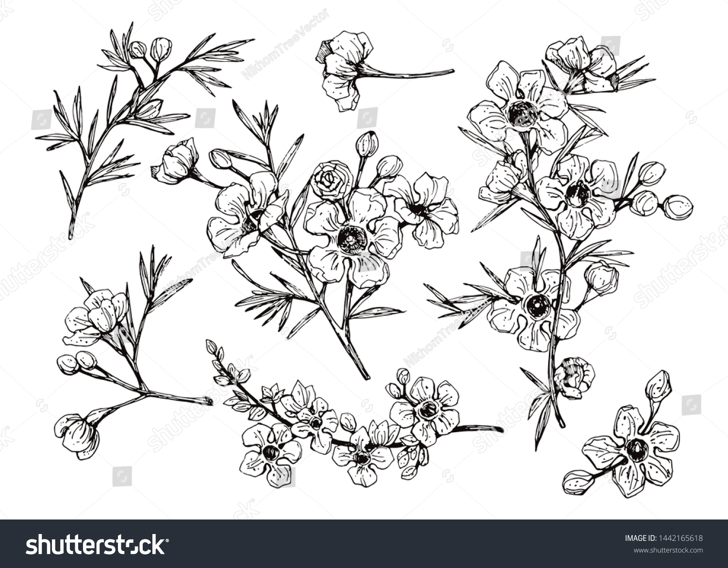 Set Hand Drawn Isolated Babingtonia Camphorosmae Stock Vector (Royalty ...