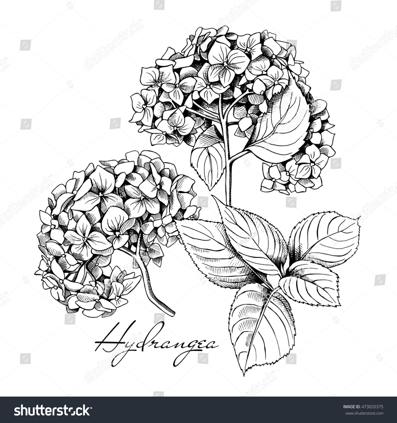 アジサイの花と葉のセット 白黒のベクター画像イラスト のベクター画像素材 ロイヤリティフリー