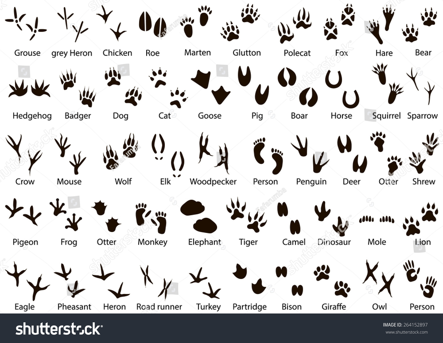 SVG of Set of animal and bird trails with name  svg