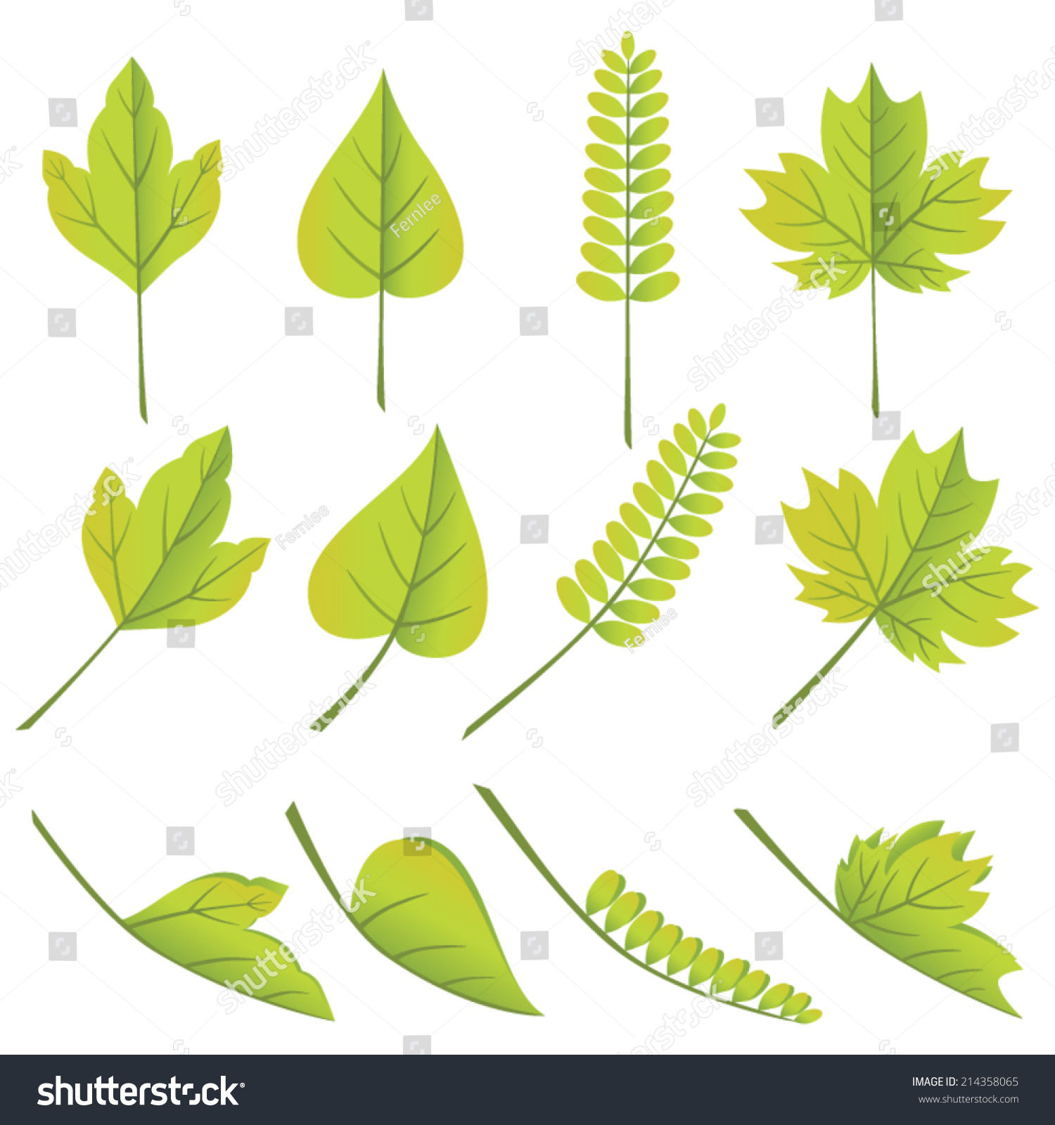 Set Assorted Leaves Stock Vector (Royalty Free) 214358065