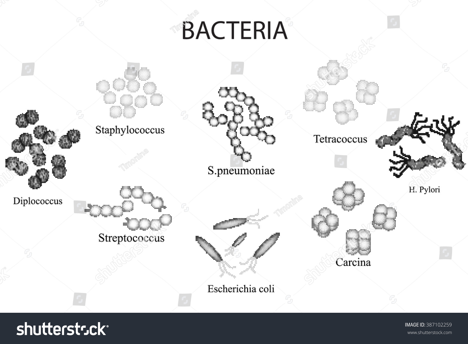 Set Bacteria Black White Staphylococcus Streptococcus Stock Vector