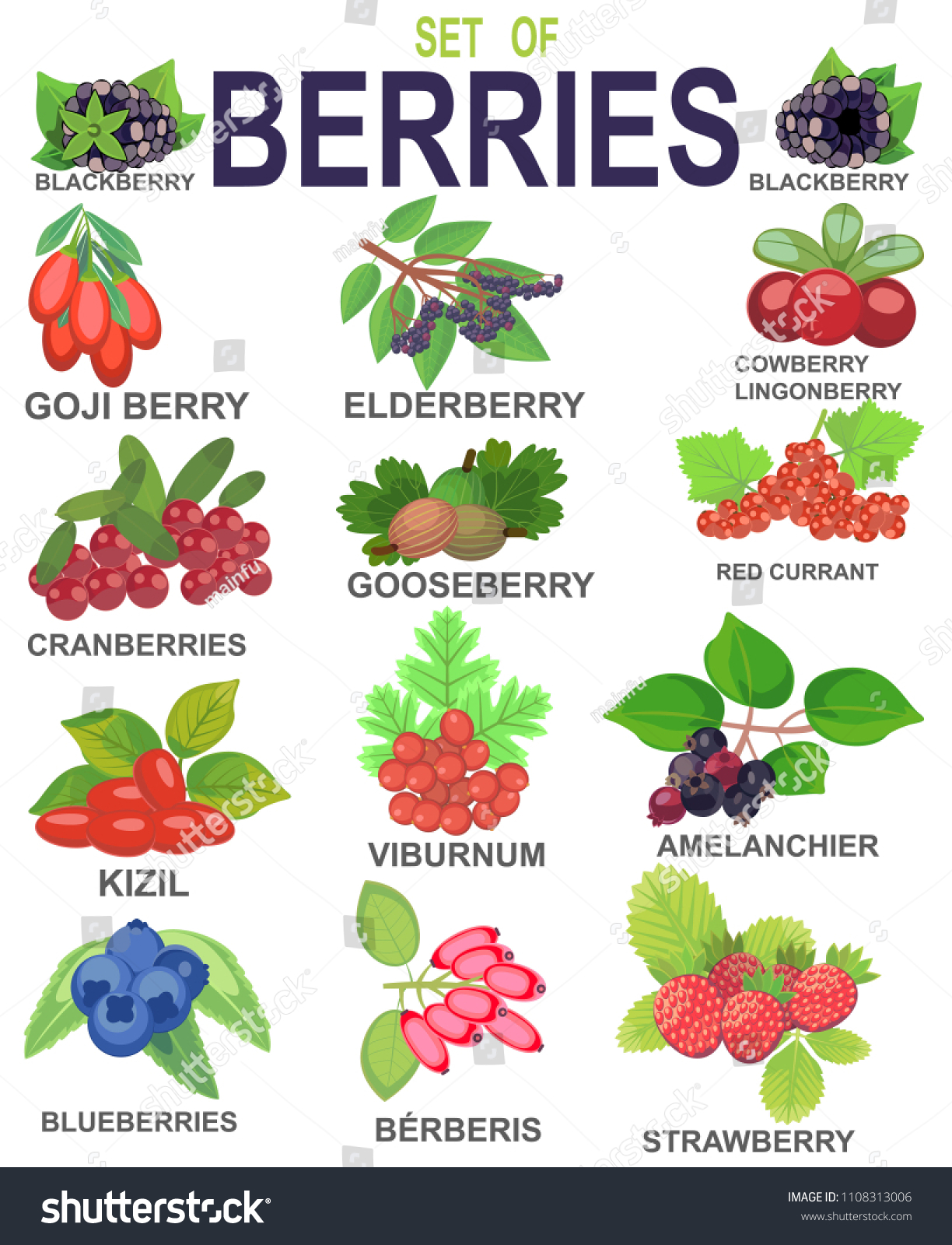 Set Berries Stock Vector (Royalty Free) 1108313006 | Shutterstock