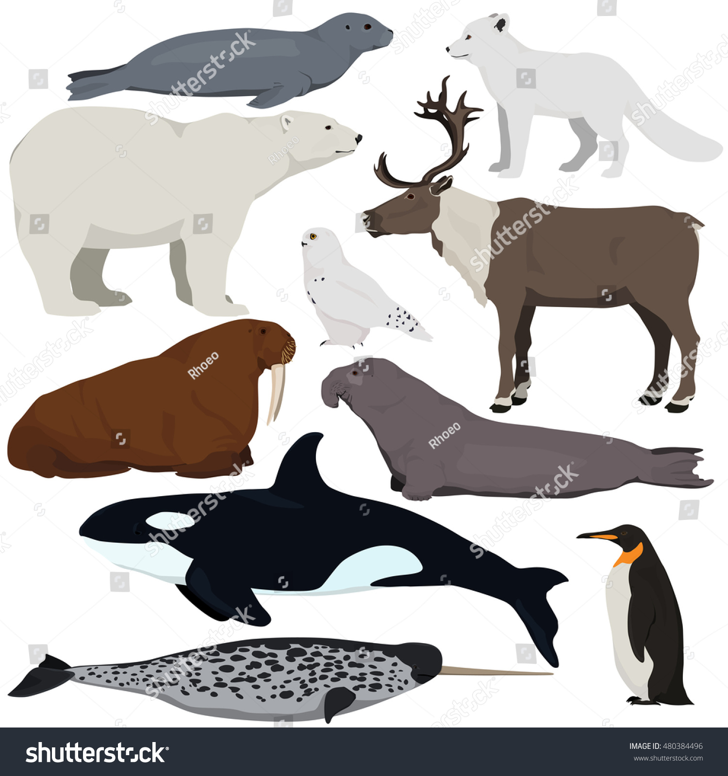 Set Cartoon Arctic Antarctic Animals Vector Stock Vector 480384496 ...