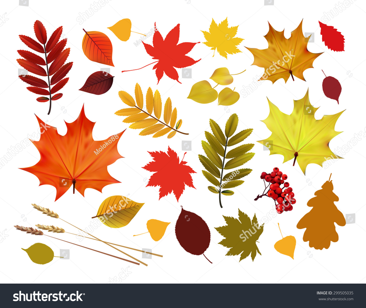 Set Colorful Autumn Leaves Vector Illustration Stock Vector Royalty