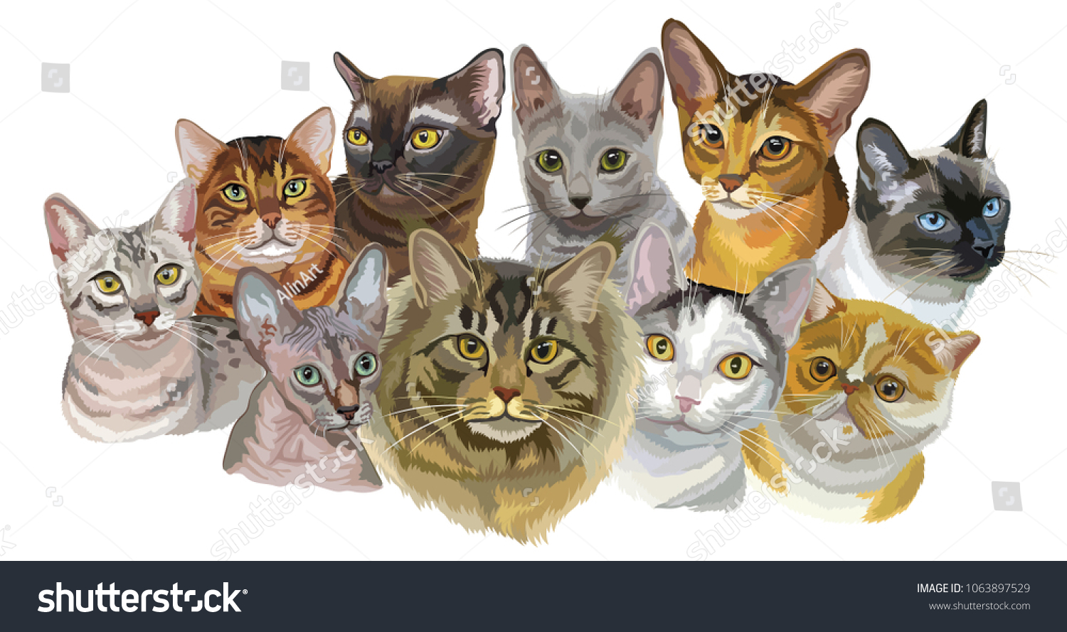 Set Colorful Vector Portraits Cats Breeds Stock Vector Royalty