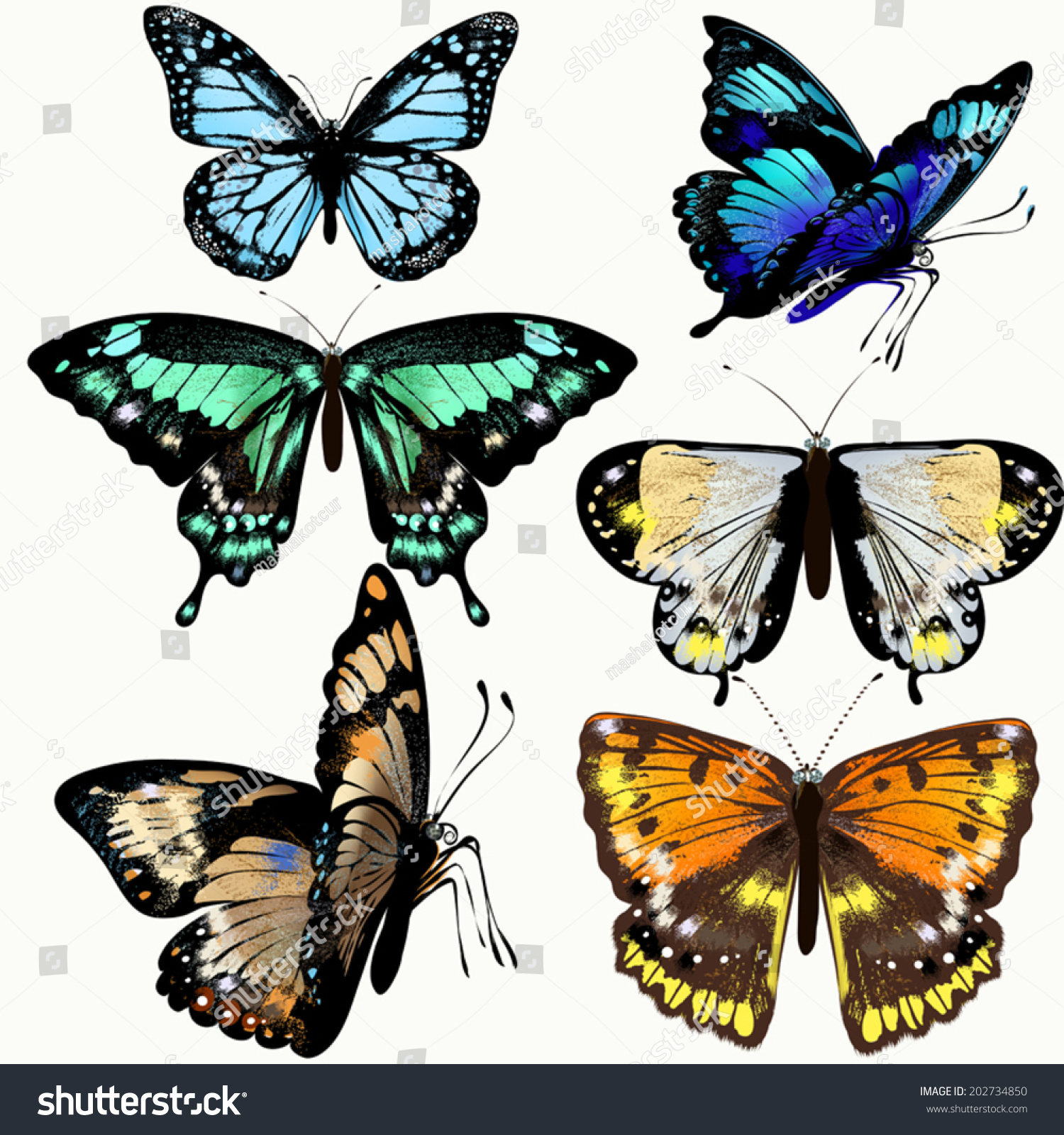 Set Of Detailed Vector Butterflies For Design - 202734850 : Shutterstock