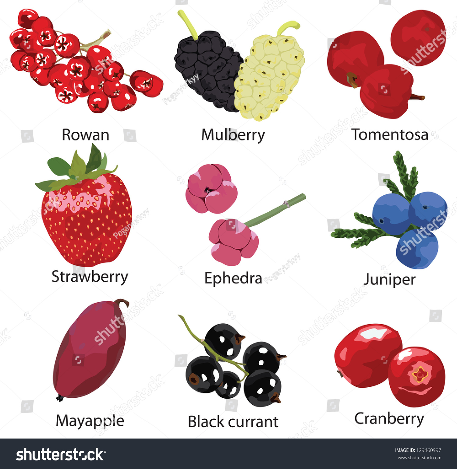 Set 9 Different Berries Stock Vector (royalty Free) 129460997