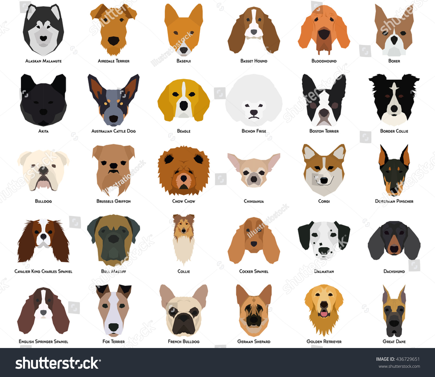 all types of dogs
