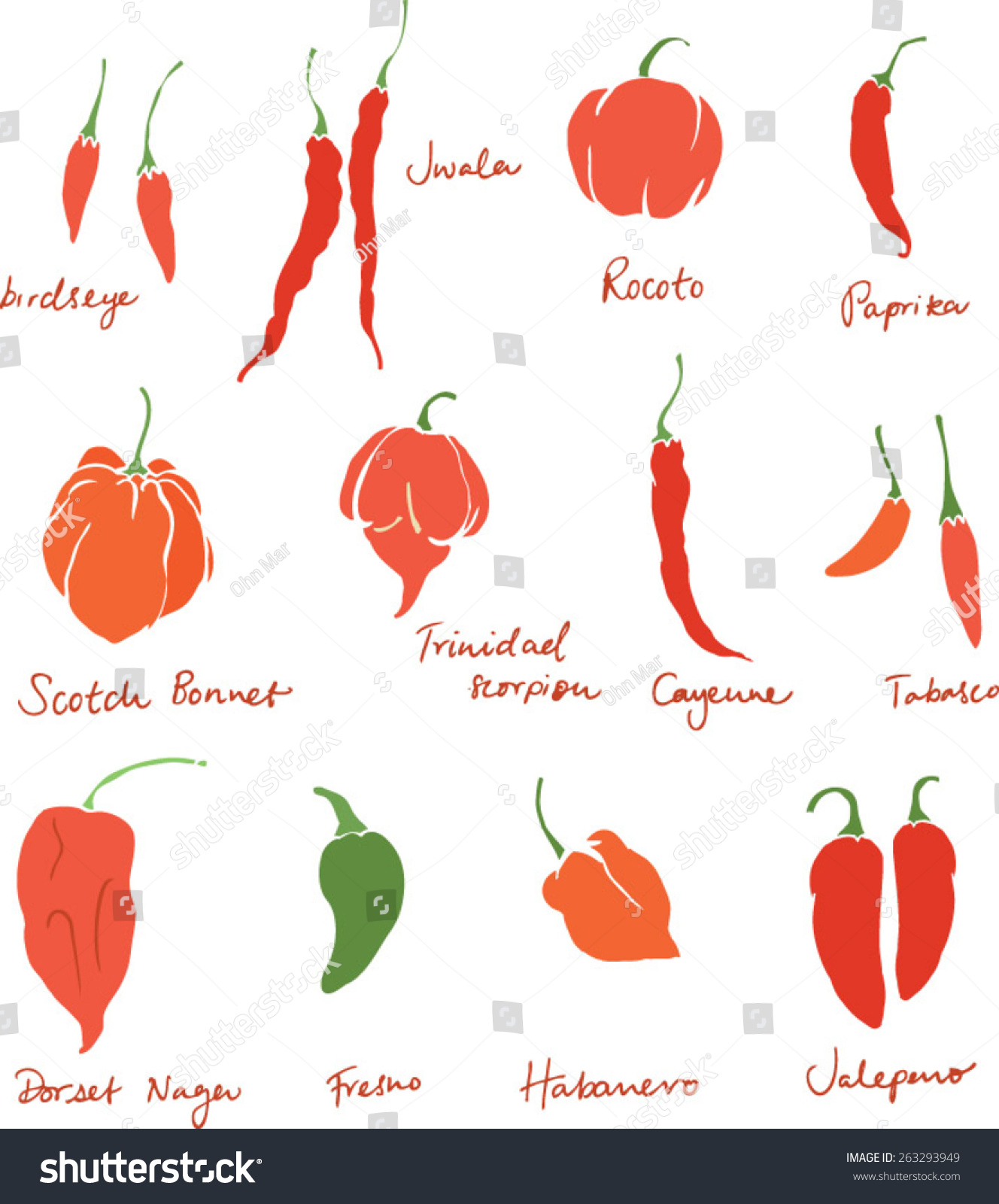 Set Different Chili Peppers Vector Doodle Stock Vector 263293949 ...