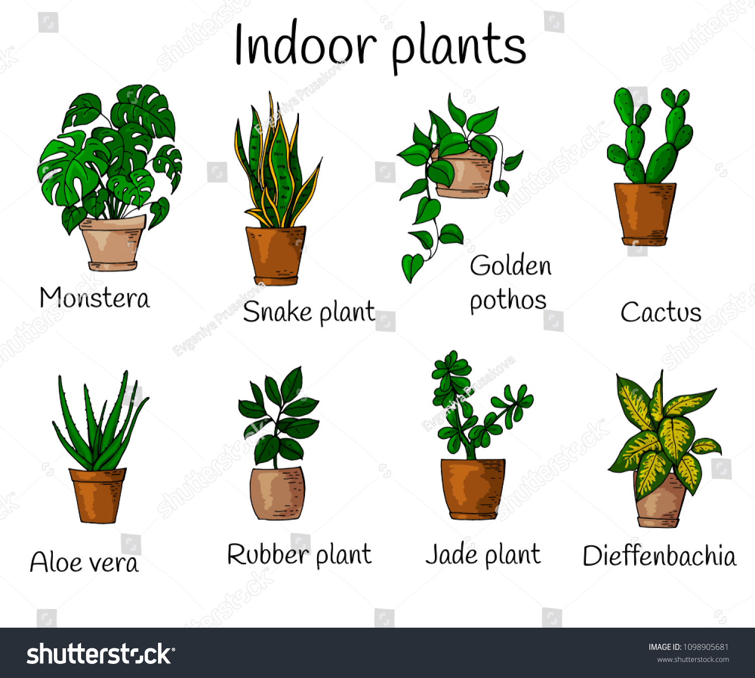 Set Different Indoor Plants Easy Grow Stock Vector (Royalty Free ...