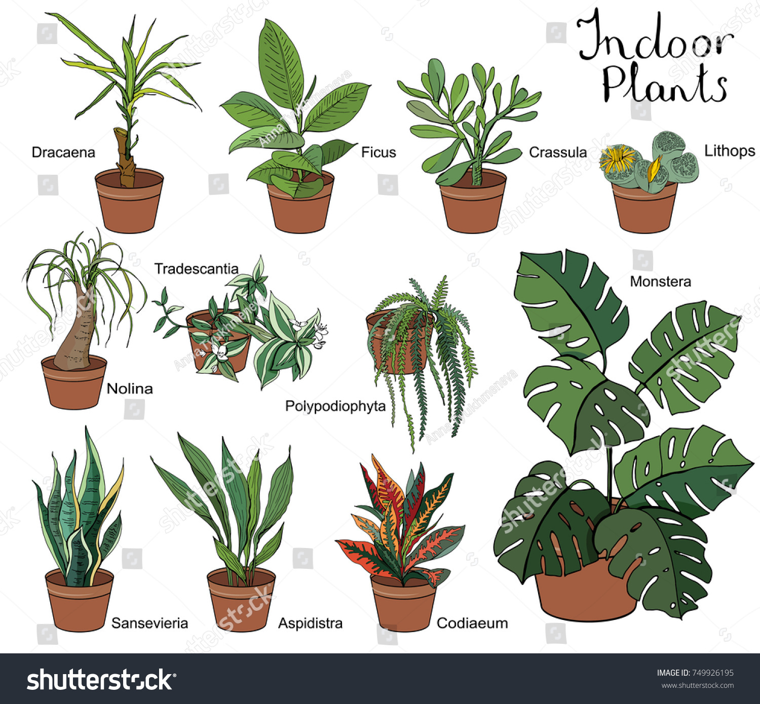 Ensemble de différentes plantes intérieures avec : image vectorielle de