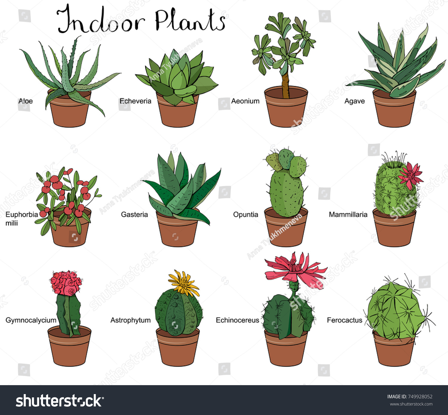 Lista de plantas suculentas de interior