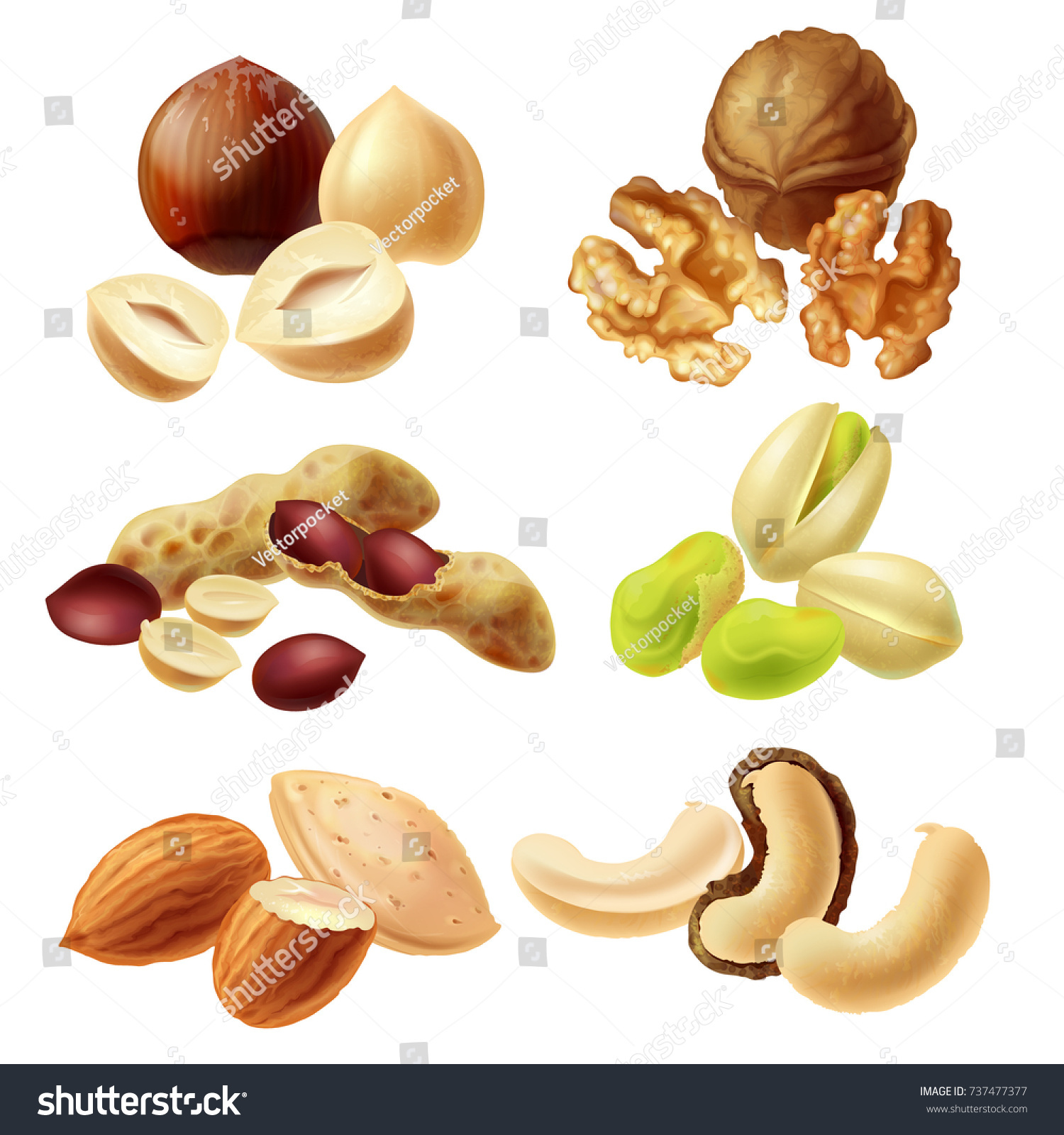 Set Different Peeled Peel Nuts Realistic Stock Vector (Royalty Free ...