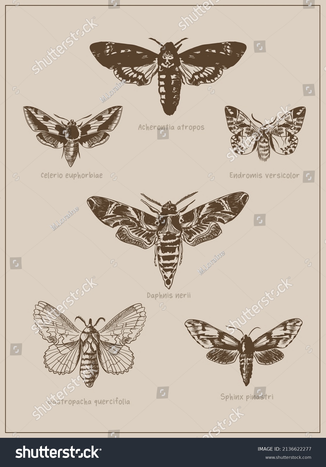 Set Different Species Handdrawn Illustrations Moths Stock Vector Royalty Free 2136622277