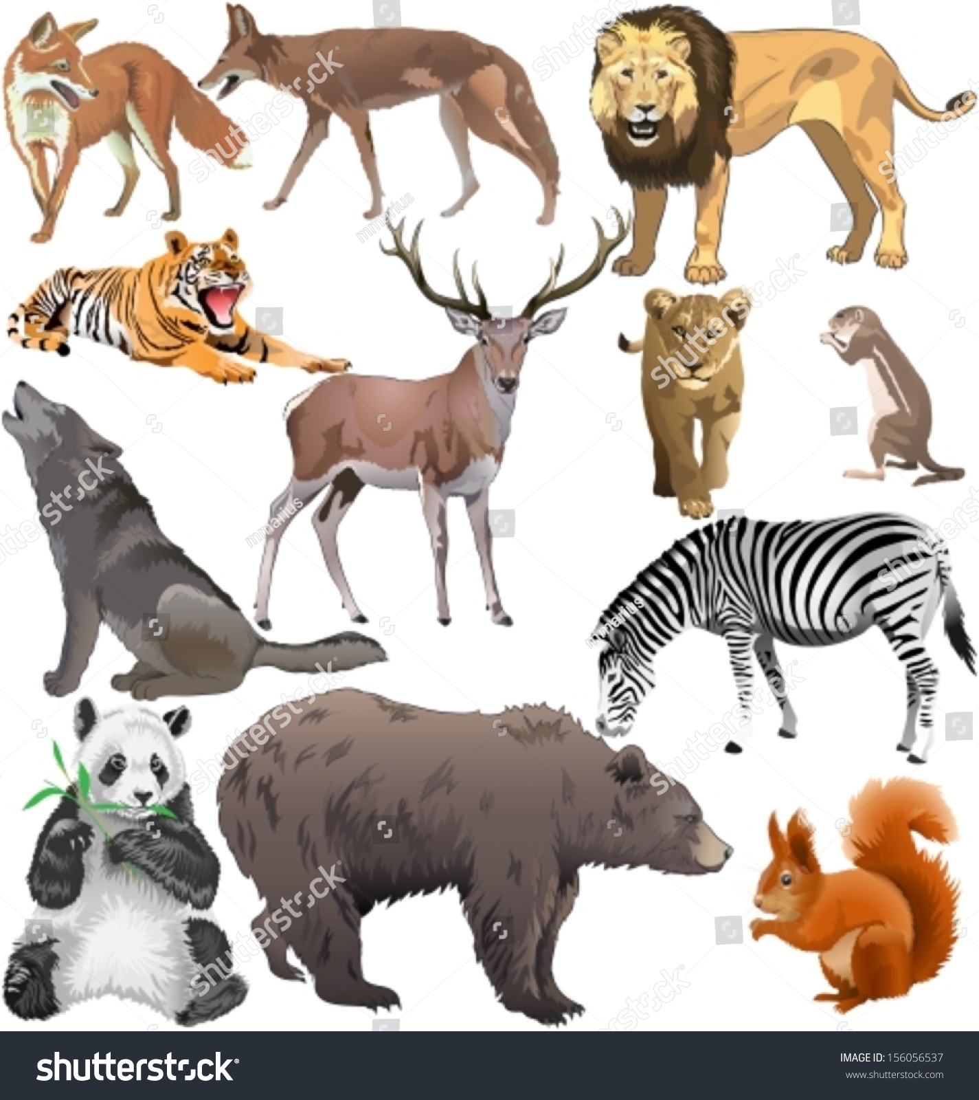 Set Of Different Wild Animals. Vector Illustration - 156056537 ...