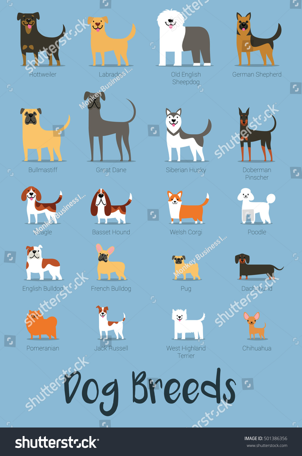 Set Of Dog Breeds Vector Illustration - 501386356 : Shutterstock