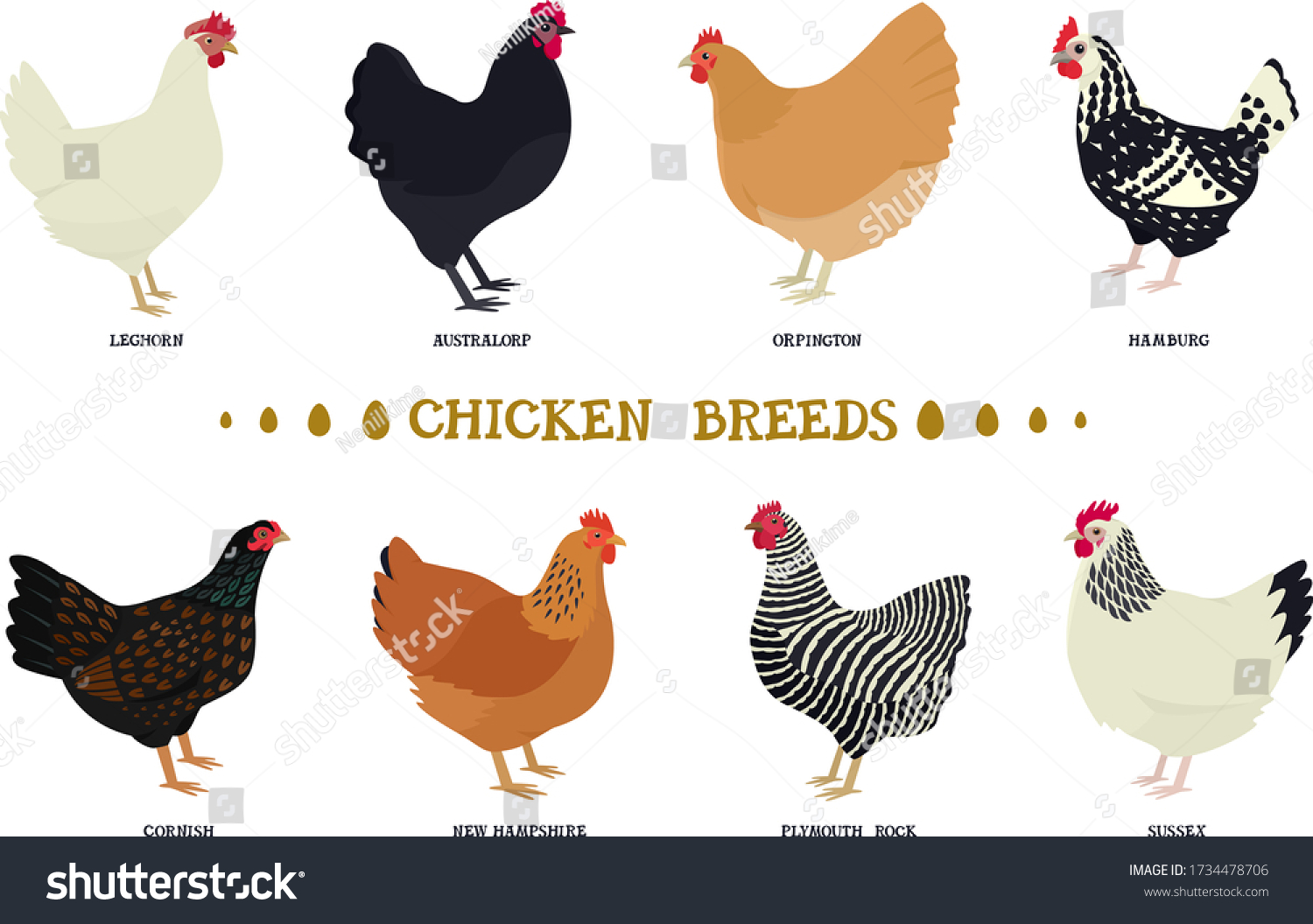 Set Eight Breeds Domestic Chicken Flat Stock Vector (Royalty Free ...