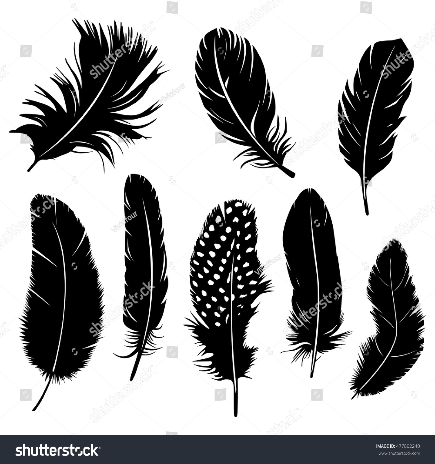 Set Feather Vector Graphic On White Stock Vector 477802240 - Shutterstock