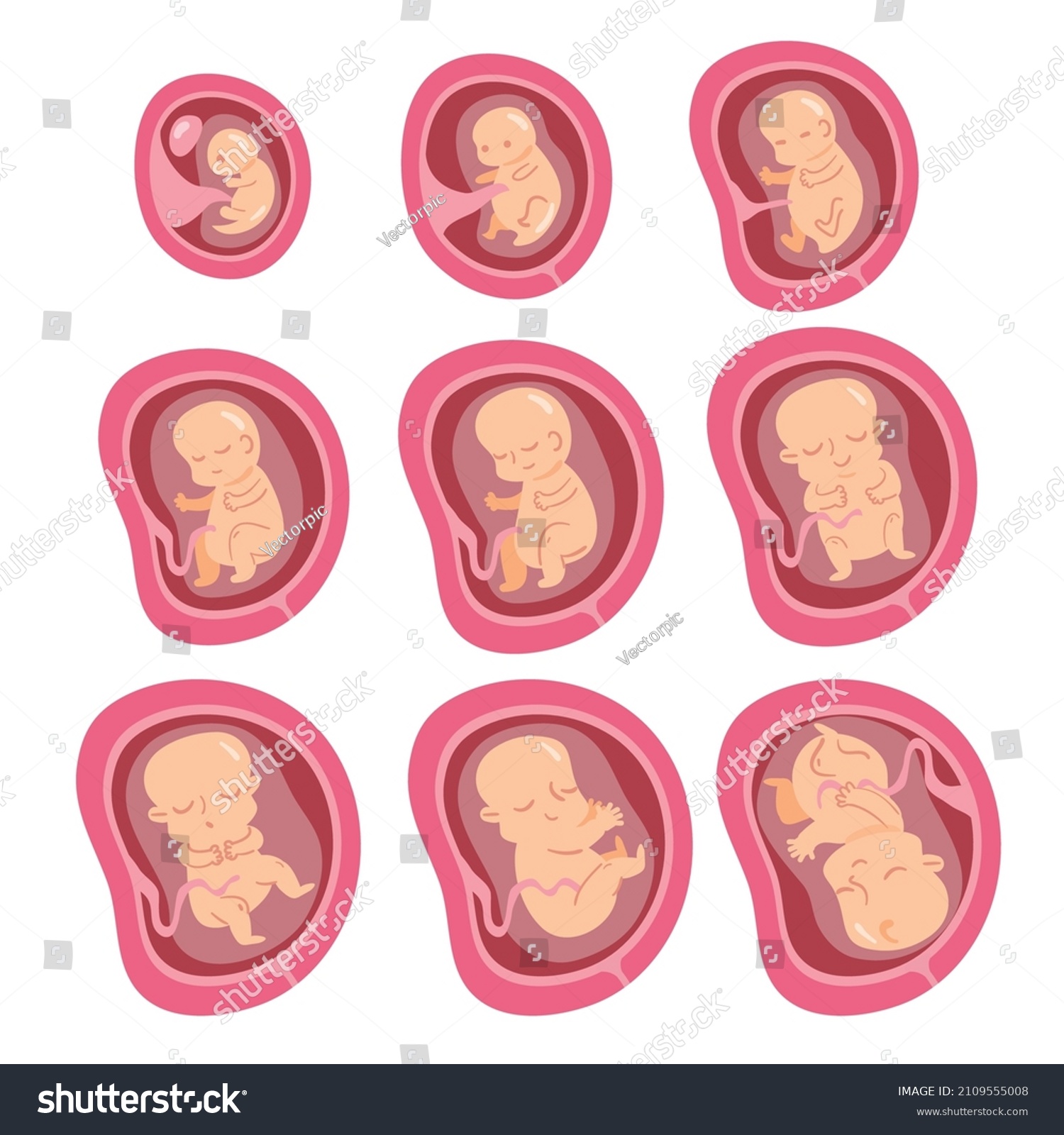 Set Fetal Development Moments Vector Illustration Stock Vector (Royalty ...