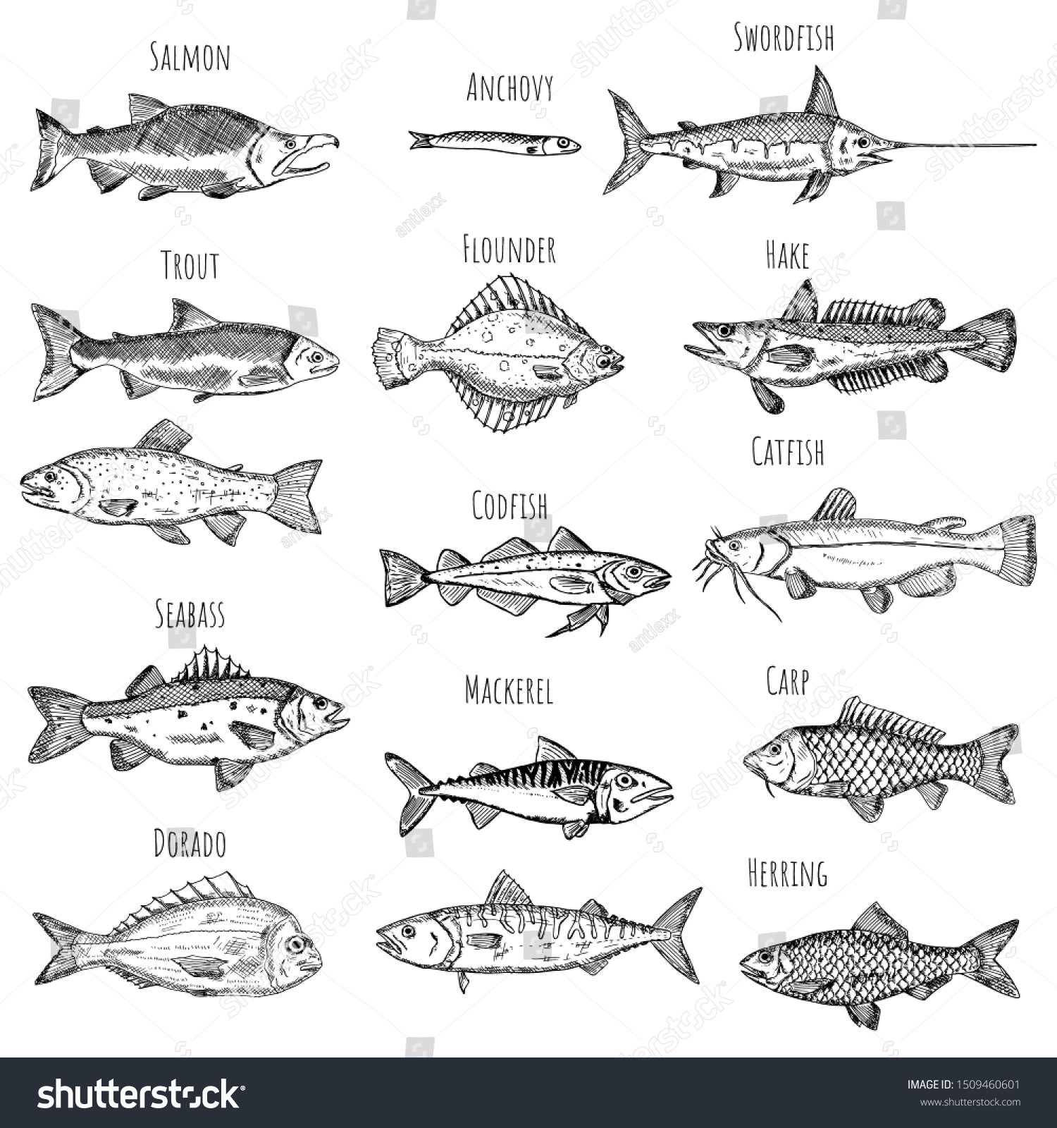 Set Fish Vector Cartoon Illustrations Seafood Stock Vector (Royalty ...