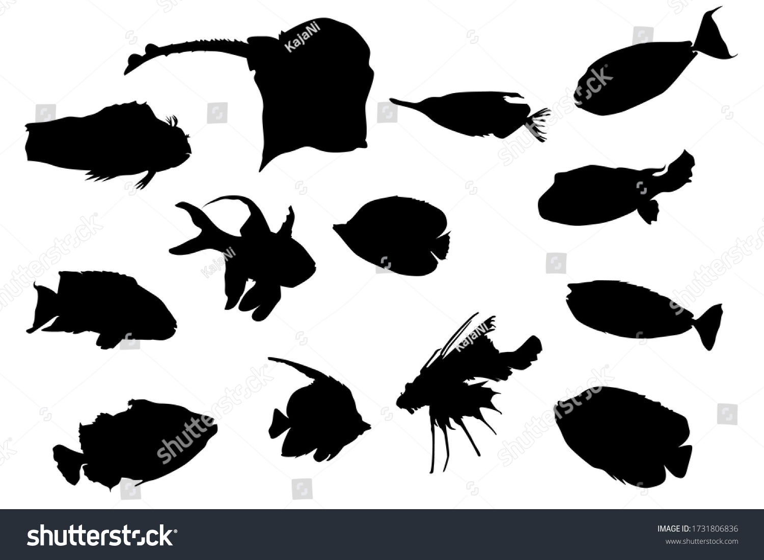 Set Fishes Silhouettes Isolated On White Stock Vector Royalty Free Stock Vector Set Of Fishes Silhouettes Isolated On White Background Collection Shapes Of Tropical Aquarium Fish 1731806836