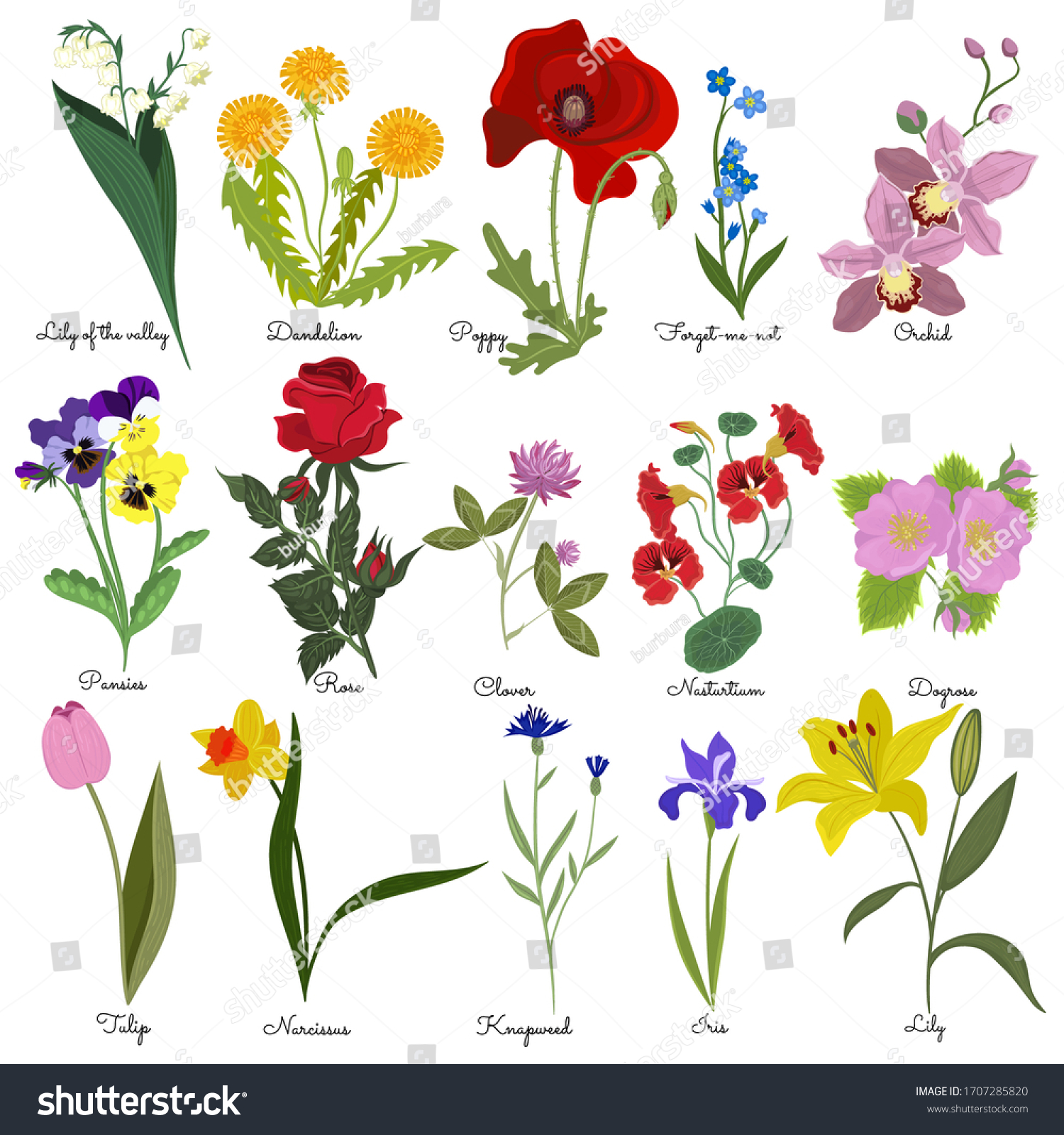 3,603 Flower name tulip Images, Stock Photos & Vectors | Shutterstock