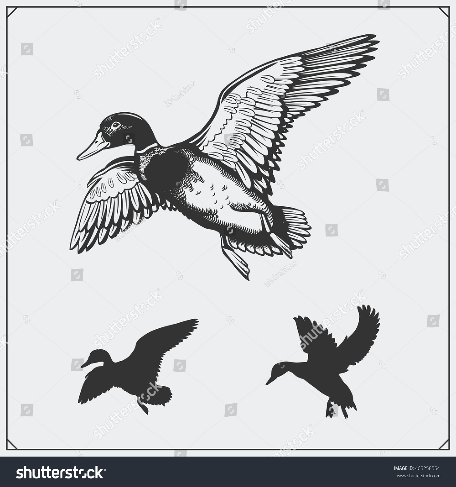 246 Mallard duck flying sketch. Images, Stock Photos & Vectors ...