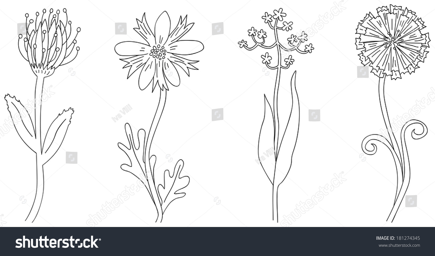 Set Four Illustrated Outlined Flowers Stock Vector 181274345 - Shutterstock