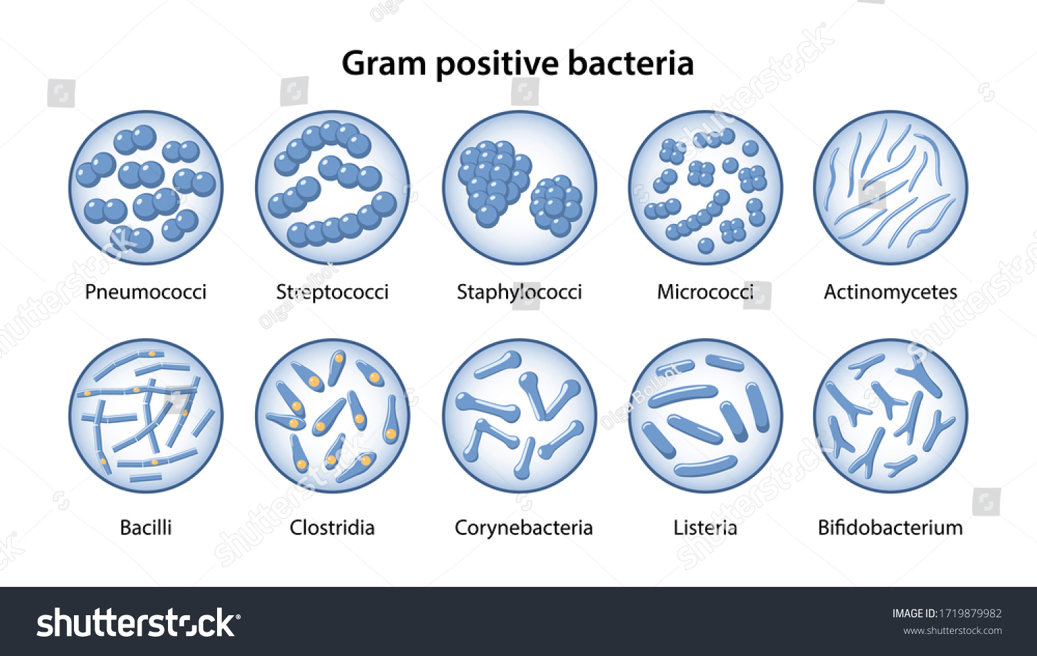 Corynebacteria Images, Stock Photos & Vectors | Shutterstock