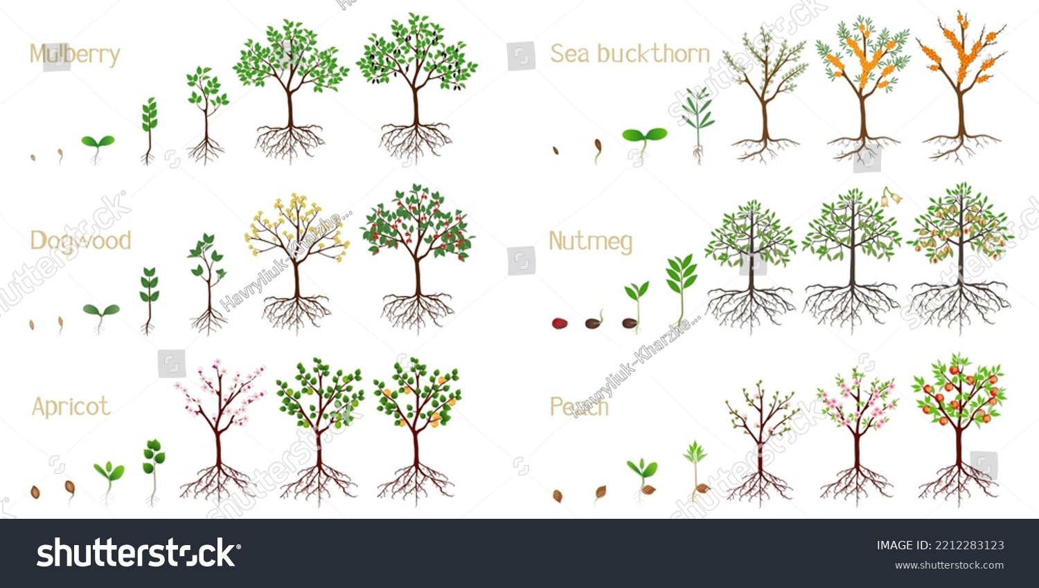 SVG of Set of growth cycles of fruit plants on a white background. svg