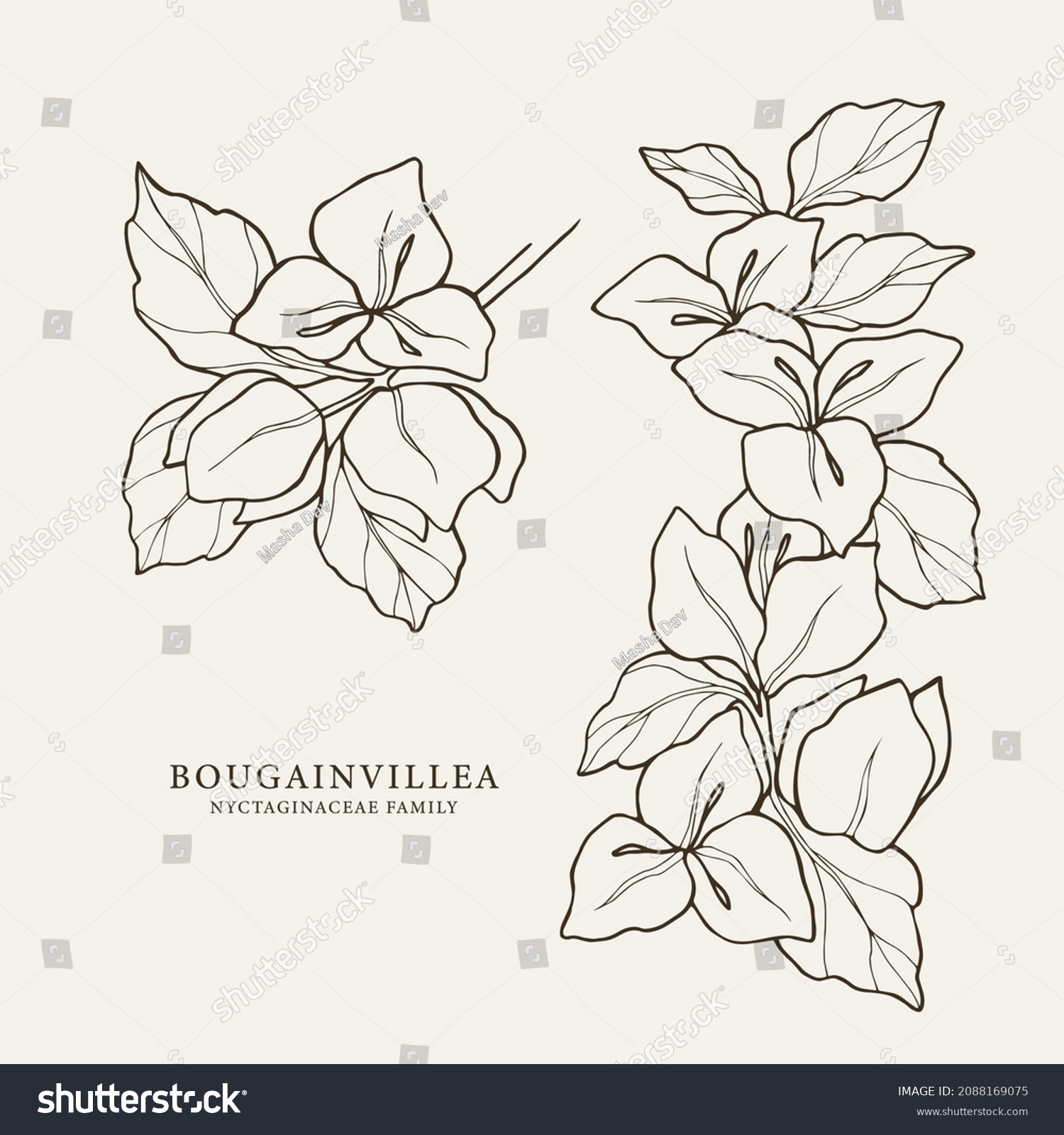 SVG of Set of hand drawn bougainvillea branches svg