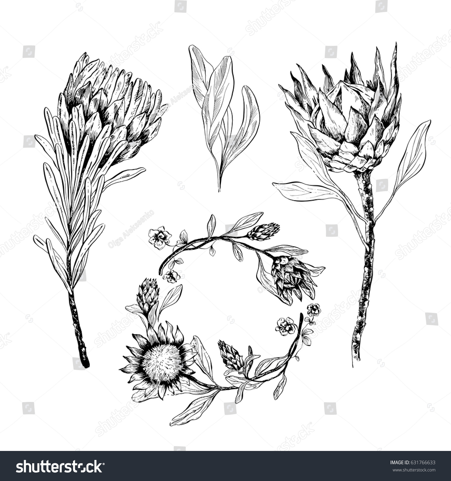 Set Handdrawn Flowers Protea Leaves Design Stock Vector (Royalty Free ...