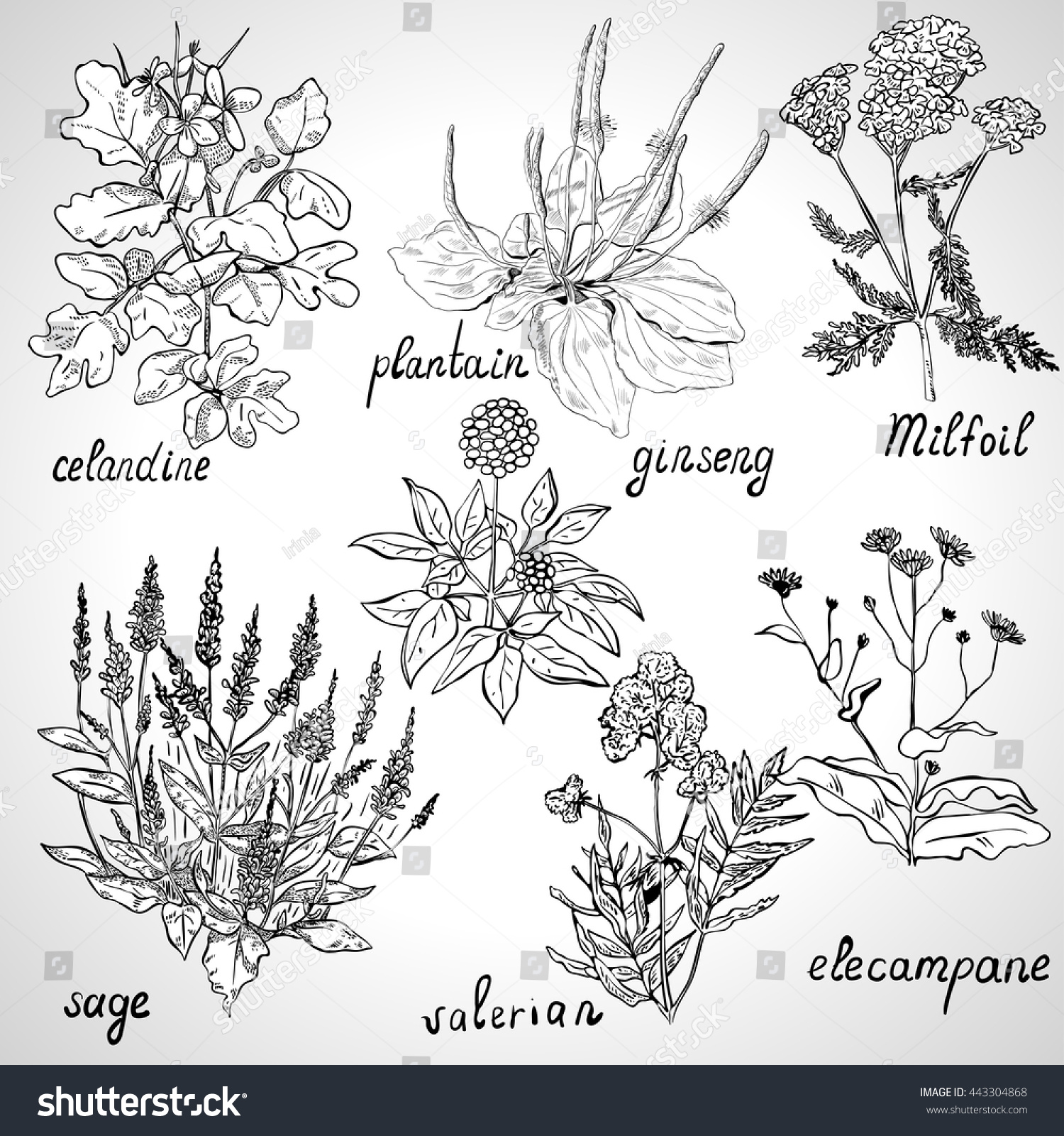Set Of Herbs, Monochrome Stock Vector Illustration 443304868 : Shutterstock