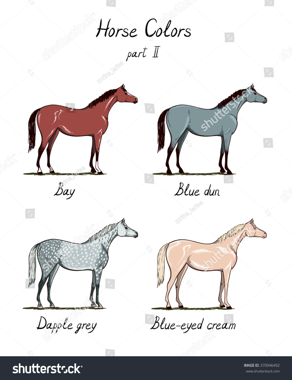 Arabian Horse Color Chart