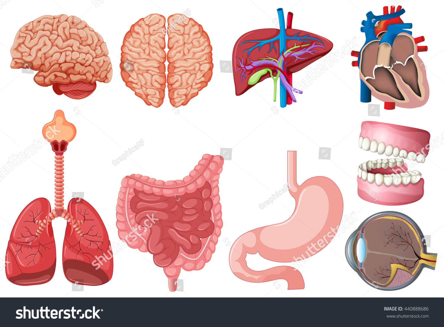 Set Of Human Anatomy Illustration - 440888686 : Shutterstock