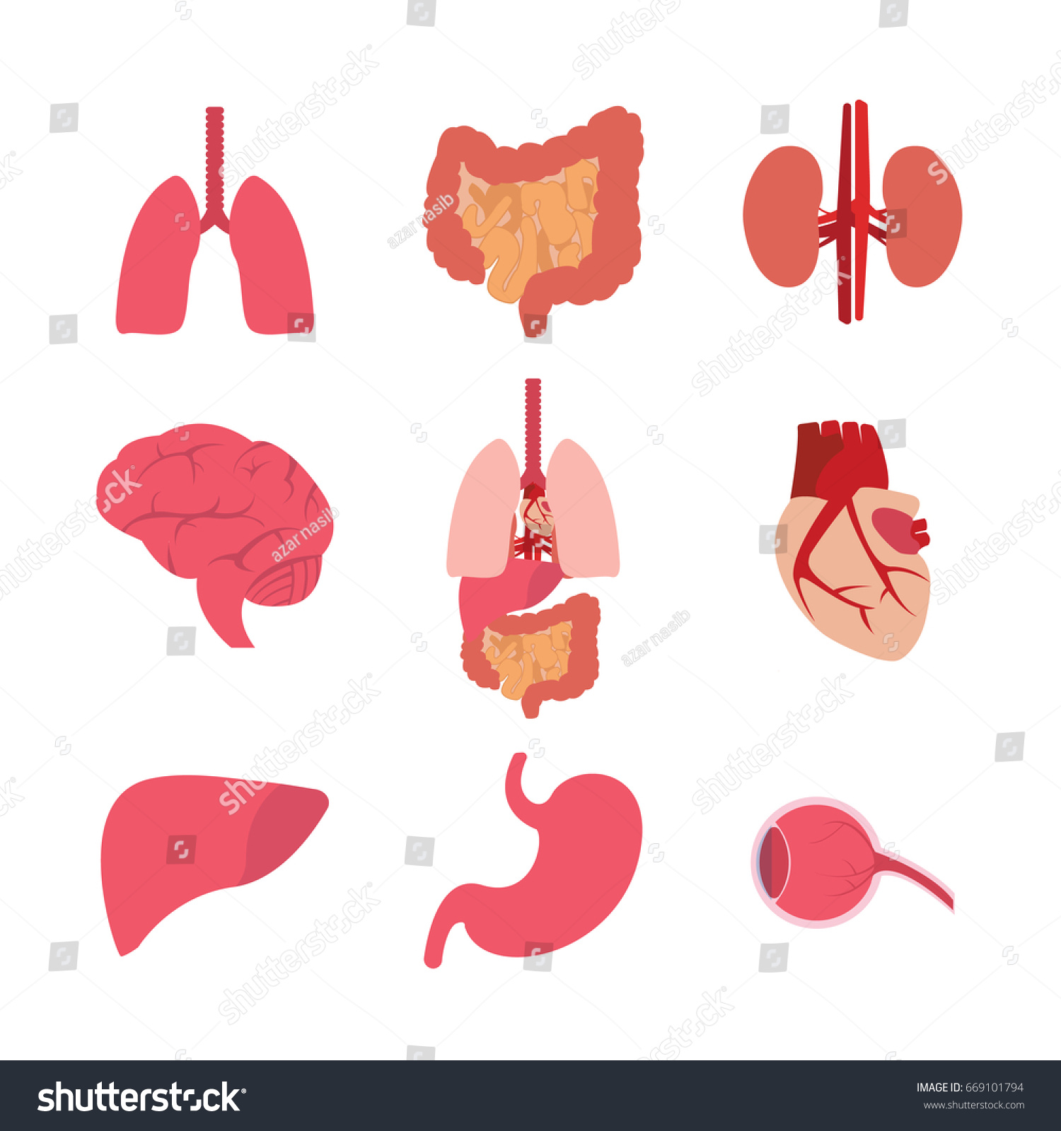 Set Human Internal Organs Brain Eye Stock Vector (royalty Free 