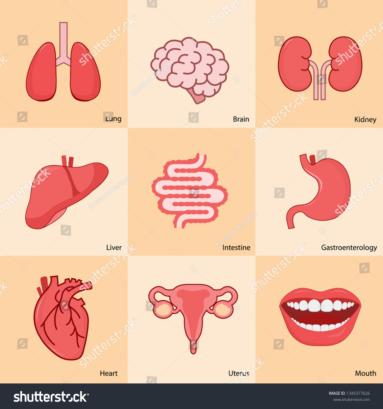 Set Human Internal Organs Including Brain 库存矢量图（免版税）1345377626 Shutterstock