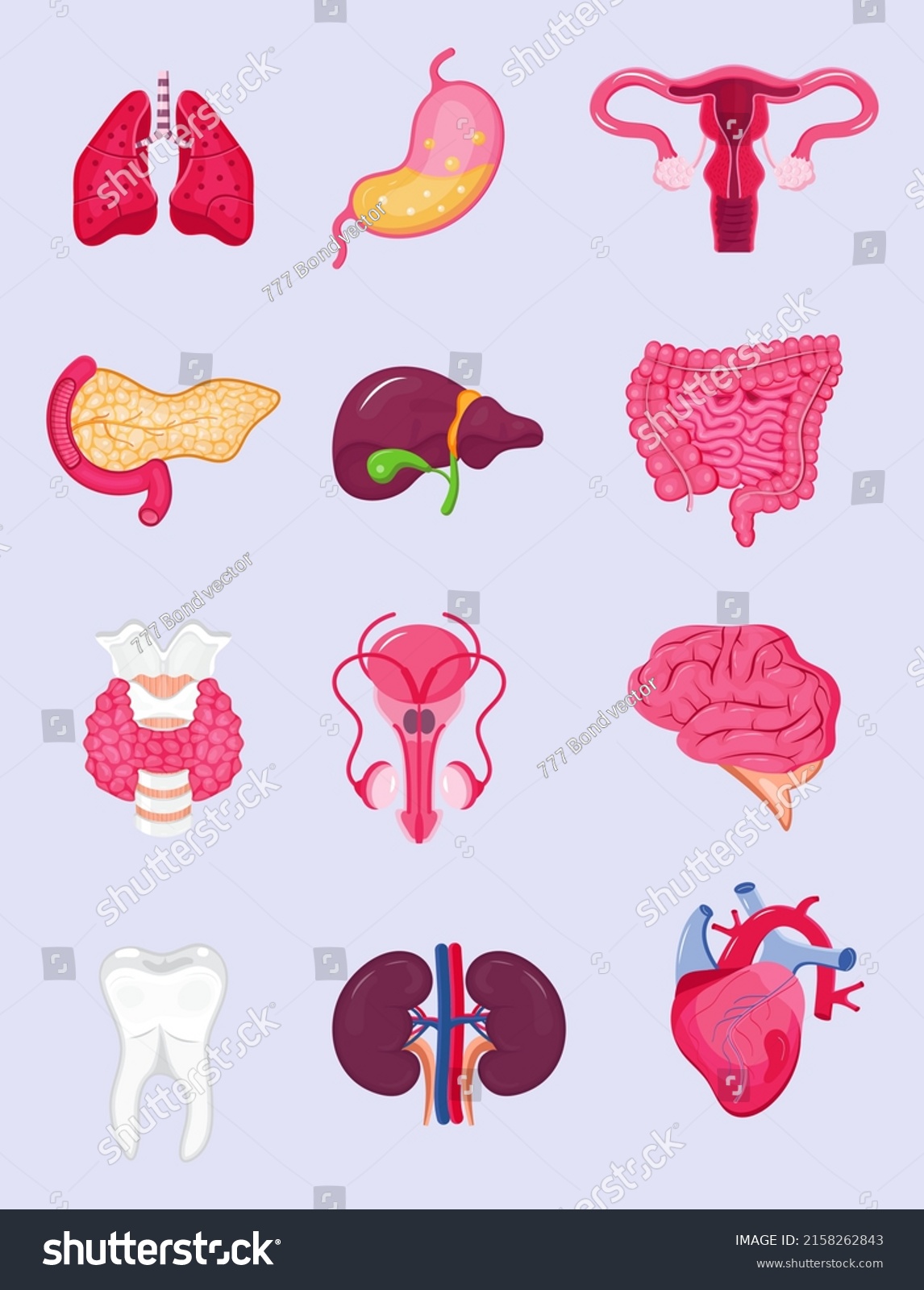 Set Human Internal Organs Vector Pancreas Stock Vector (Royalty Free ...