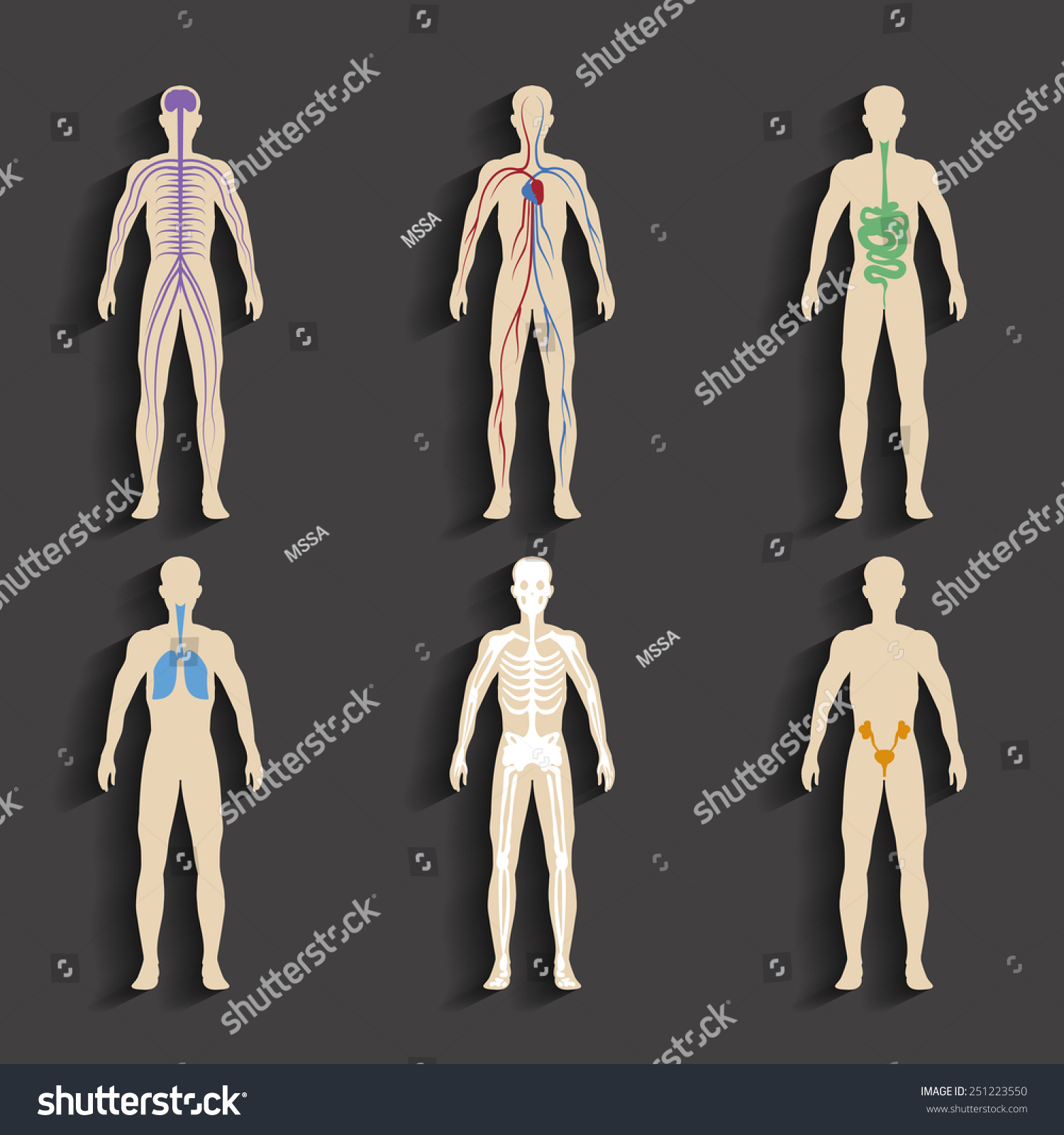 Set Human Organs Systems Body Vitality Stock Vector 251223550