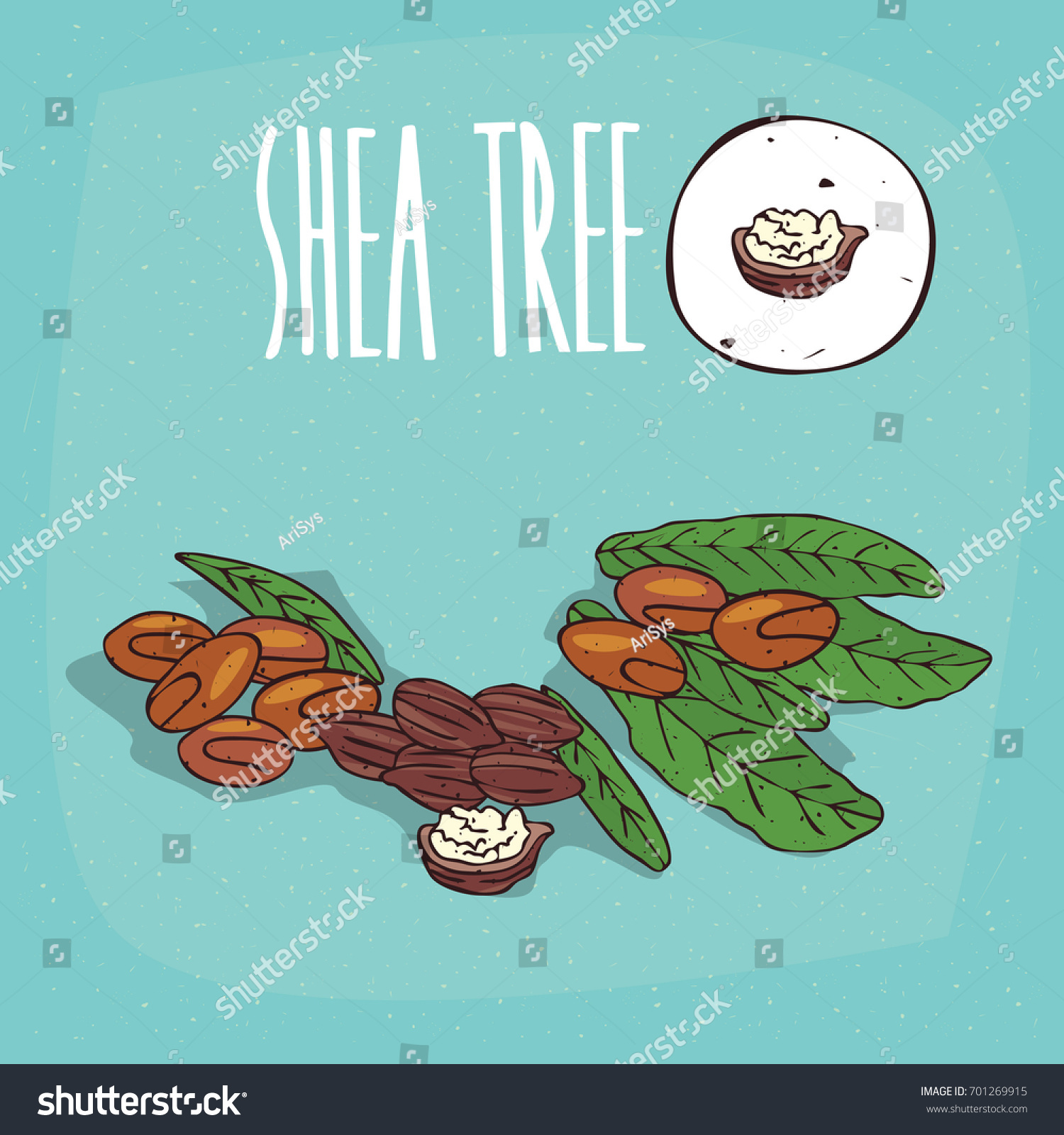 SVG of Set of isolated plant Shea tree nuts herb with leaves, Simple round icon of Vitellaria paradoxa on white background, Lettering inscription Shea tree. Vector illustration svg