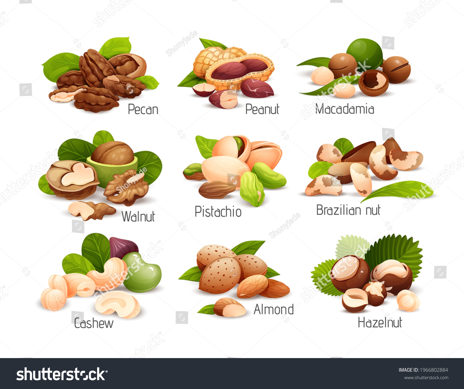 Set Nut Compositions Different Statements Good Stock Vector (Royalty ...