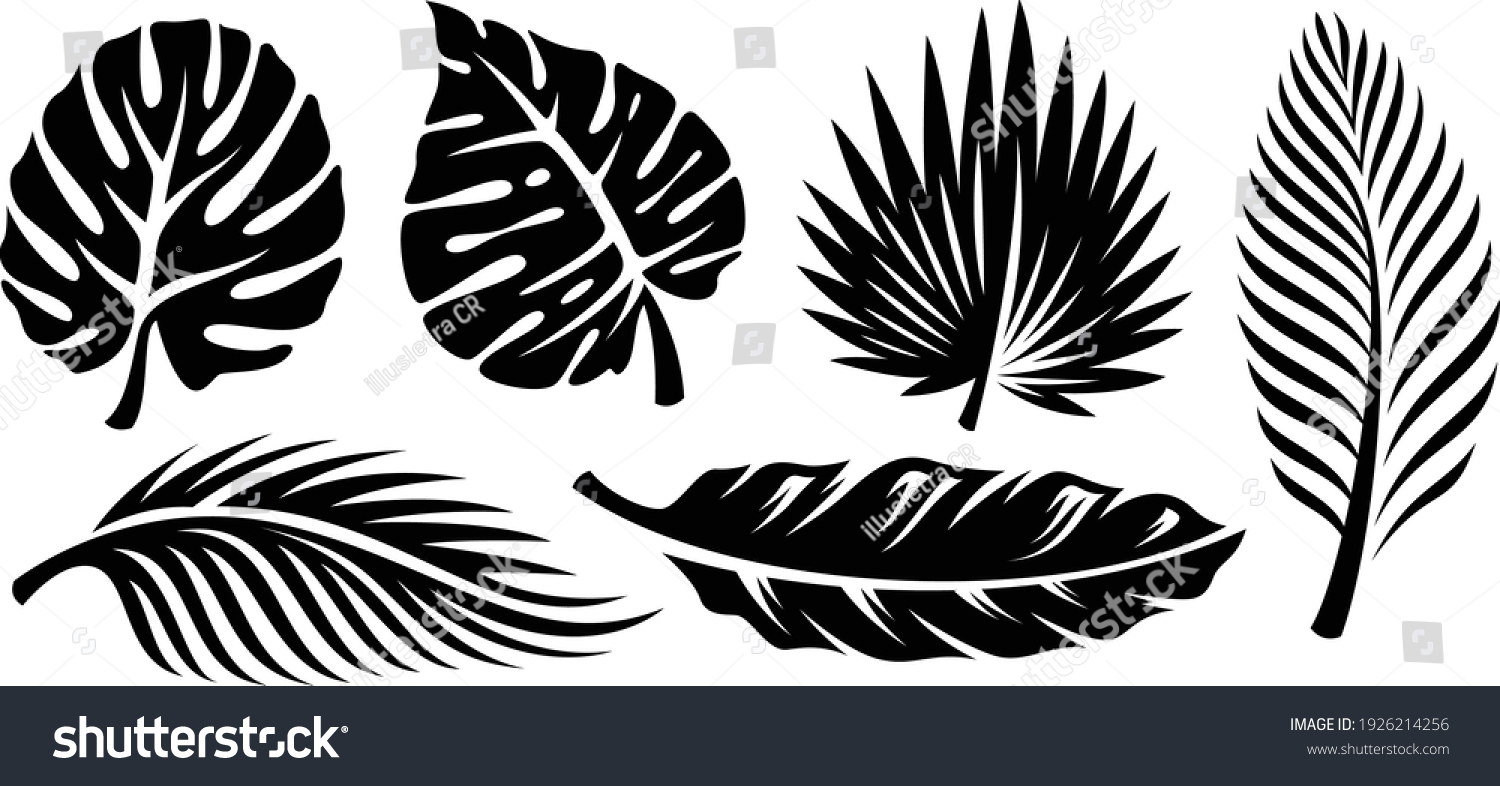 SVG of Set of palm leaves silhouettes isolated on white background. Vector EPS10 - Vector svg