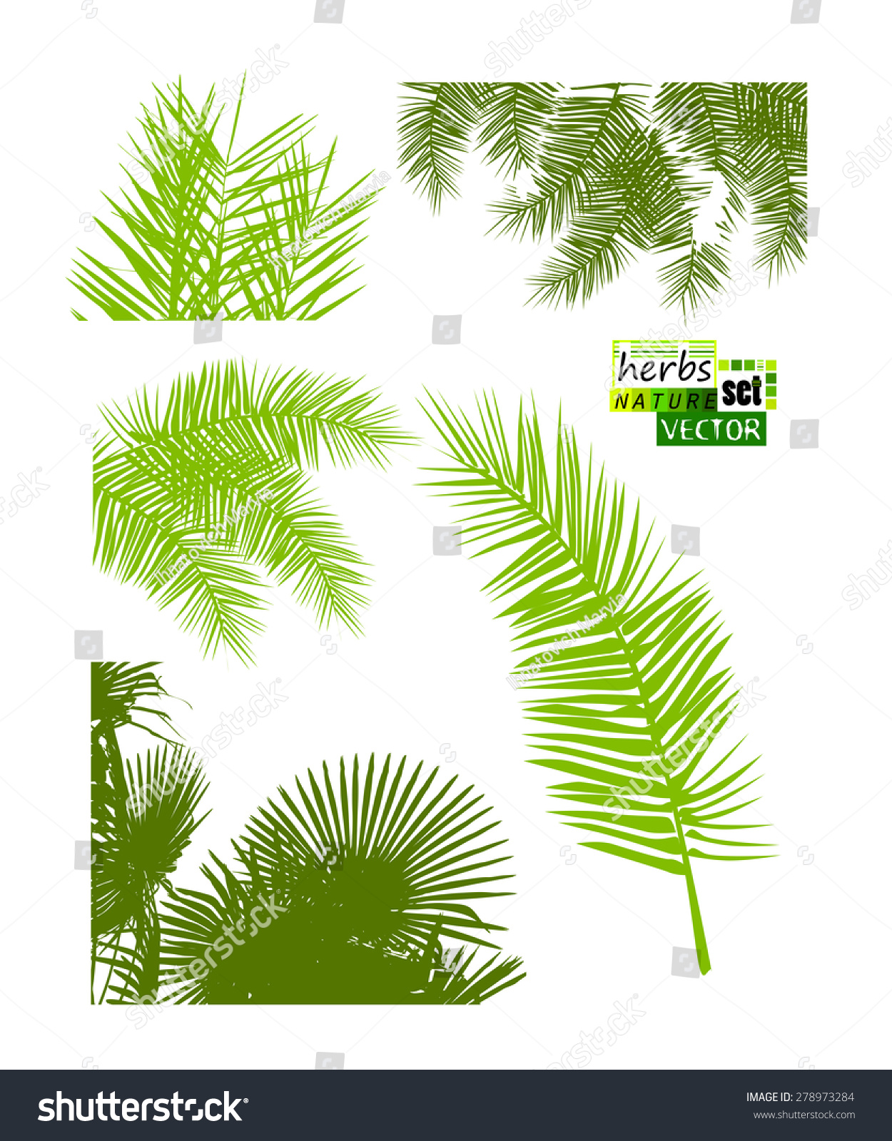 Set Palm Leaves Vector Stock Vector 278973284 - Shutterstock