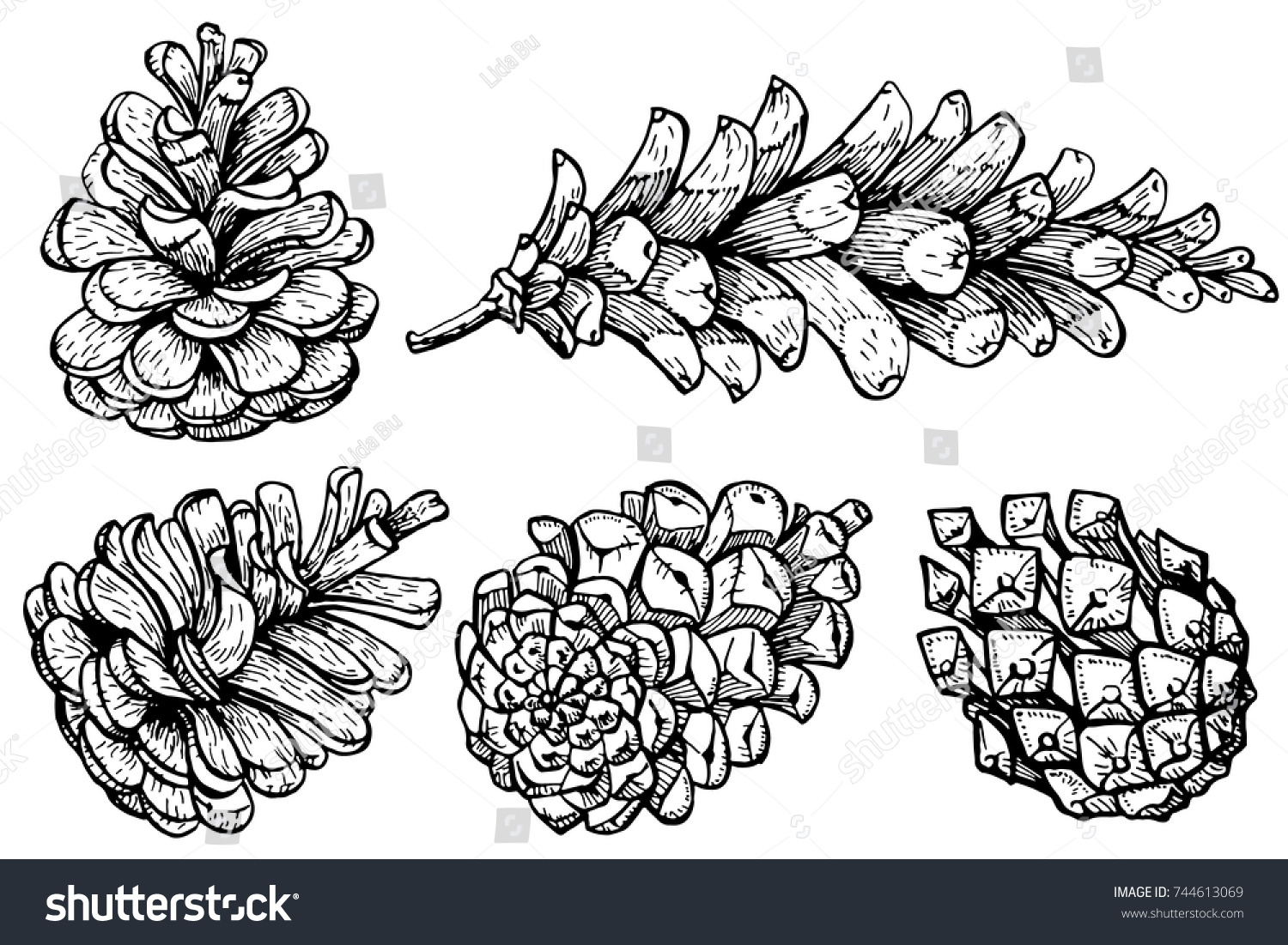 Set Pine Cones Hand Drawn Sketch Stock Vector Royalty Free Shutterstock