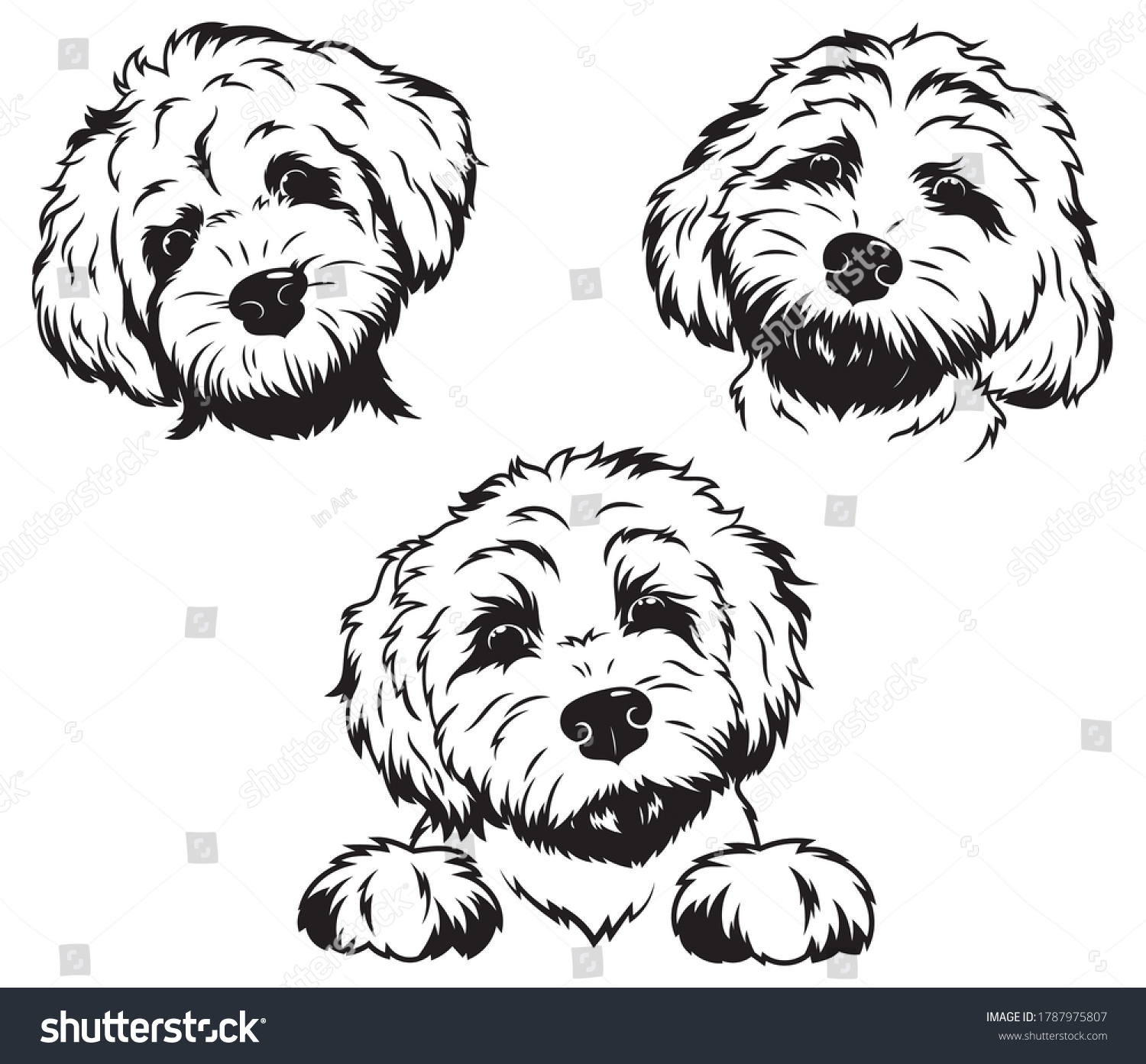 SVG of Set of portraits of labradoodle. Collection of vector heads of fluffy dogs. Print for clothes. Black and white of illustration a cute pets. Tattoo Groodle. svg