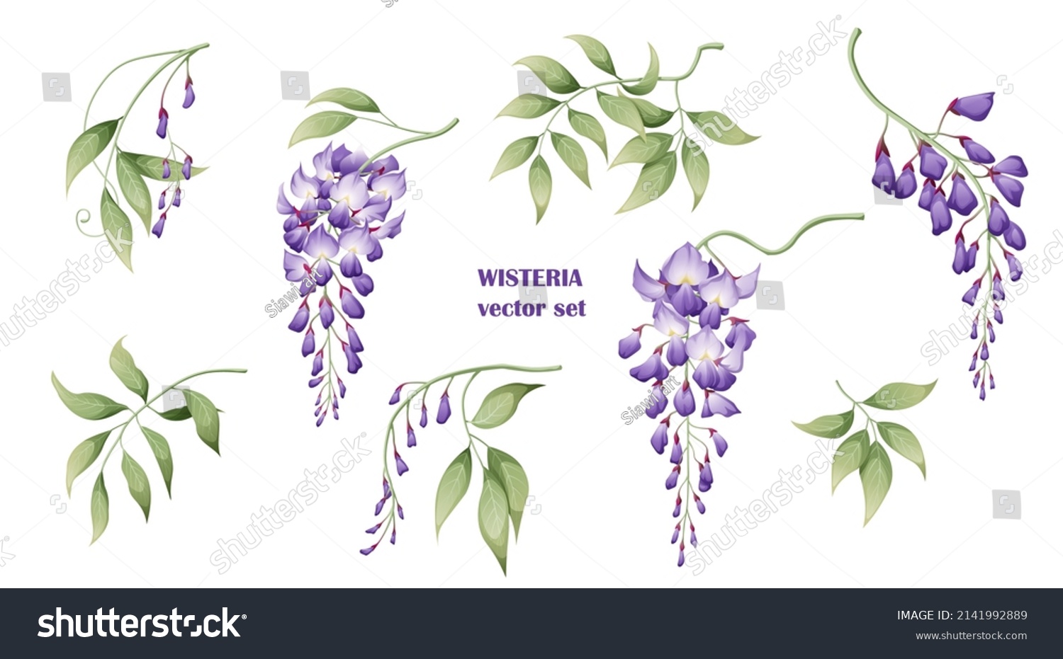 SVG of Set of purple wisteria flowers and leaves. Great for decor and spring decoration svg