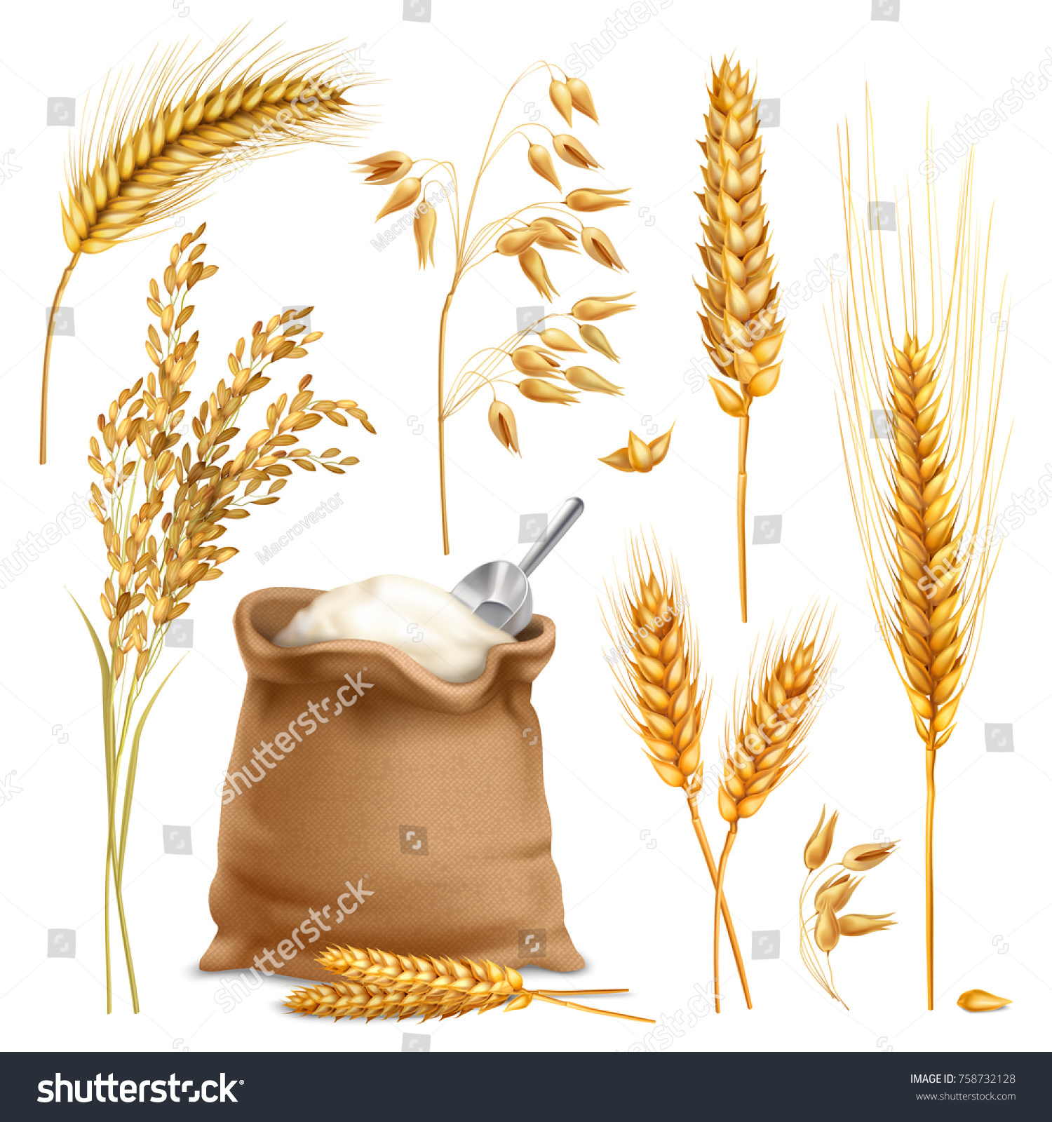 Set Realistic Agricultural Crops Including Rice Stock Vector Royalty Free 758732128 Shutterstock 2367