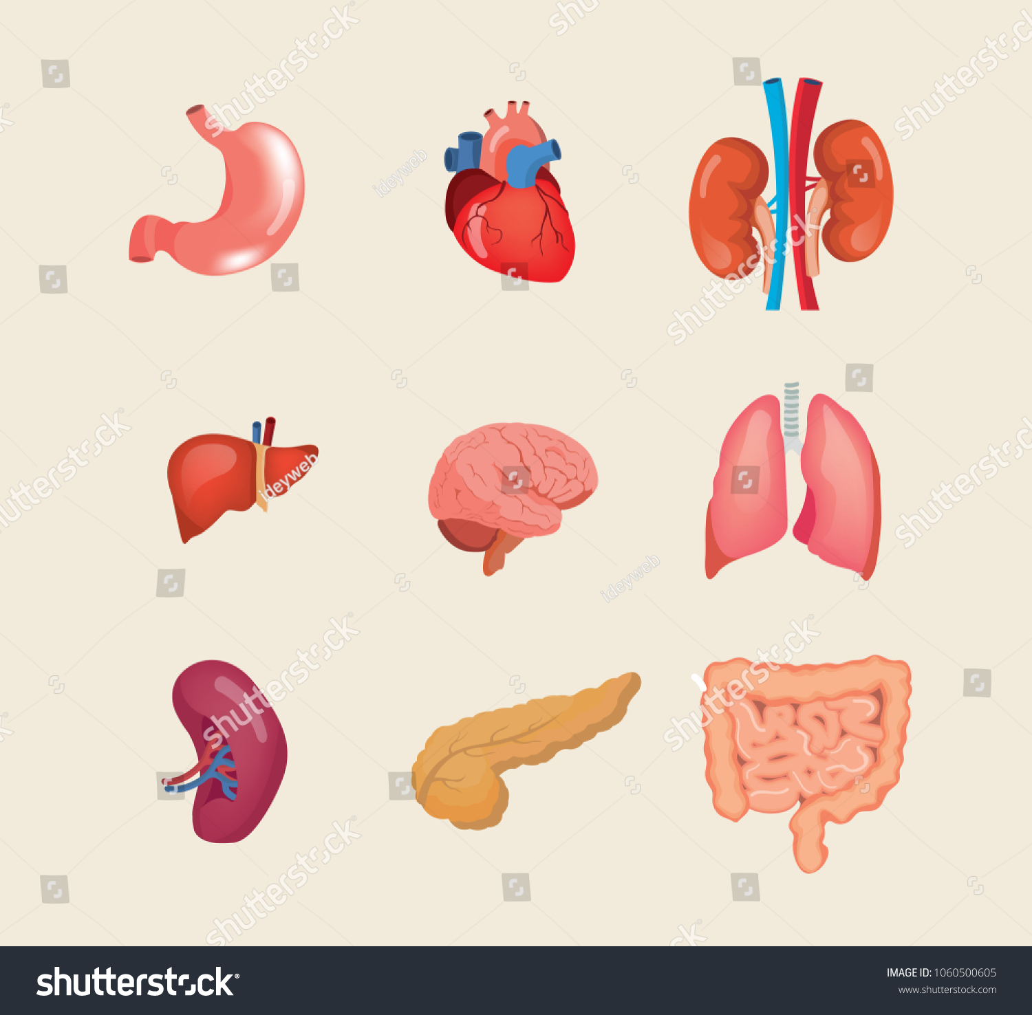人間のリアルなカートーンの器官のセット 心臓 肝臓 脳 腎臓 胃 脾臓 膵臓 腸 体の解剖 内臓の生物学的構造ベクターイラスト のベクター画像素材 ロイヤリティフリー