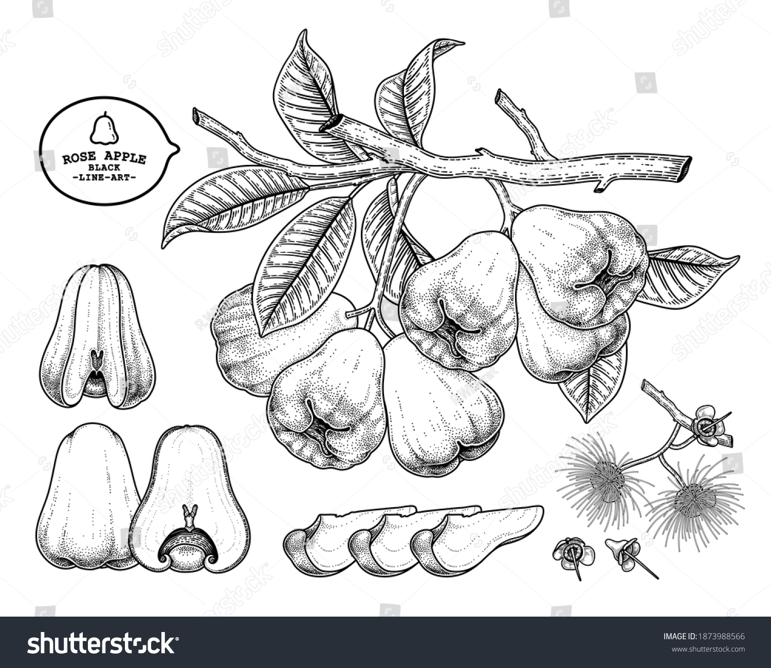 Set Rose Apple Fruit Hand Drawn Stock Vector (Royalty Free) 1873988566 ...